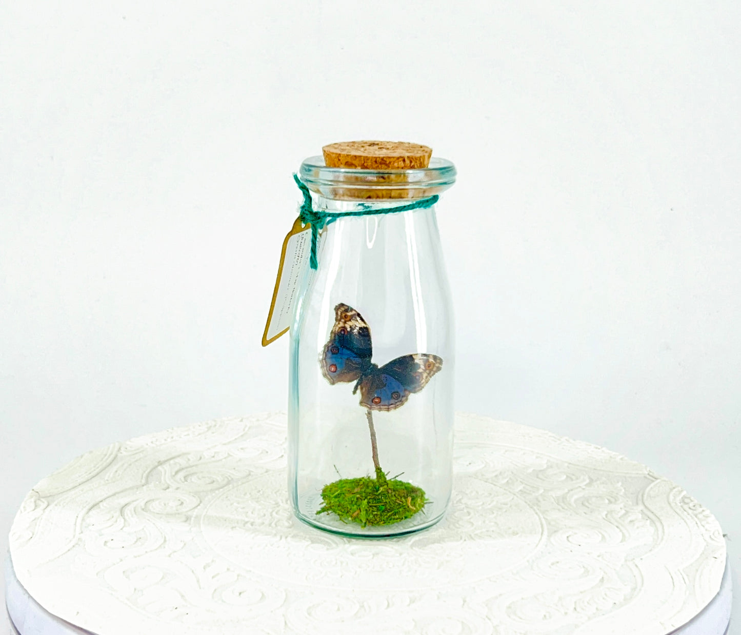 Accent  Jar | Blue Buckeye | Blue White Spotted | Tabletop Display