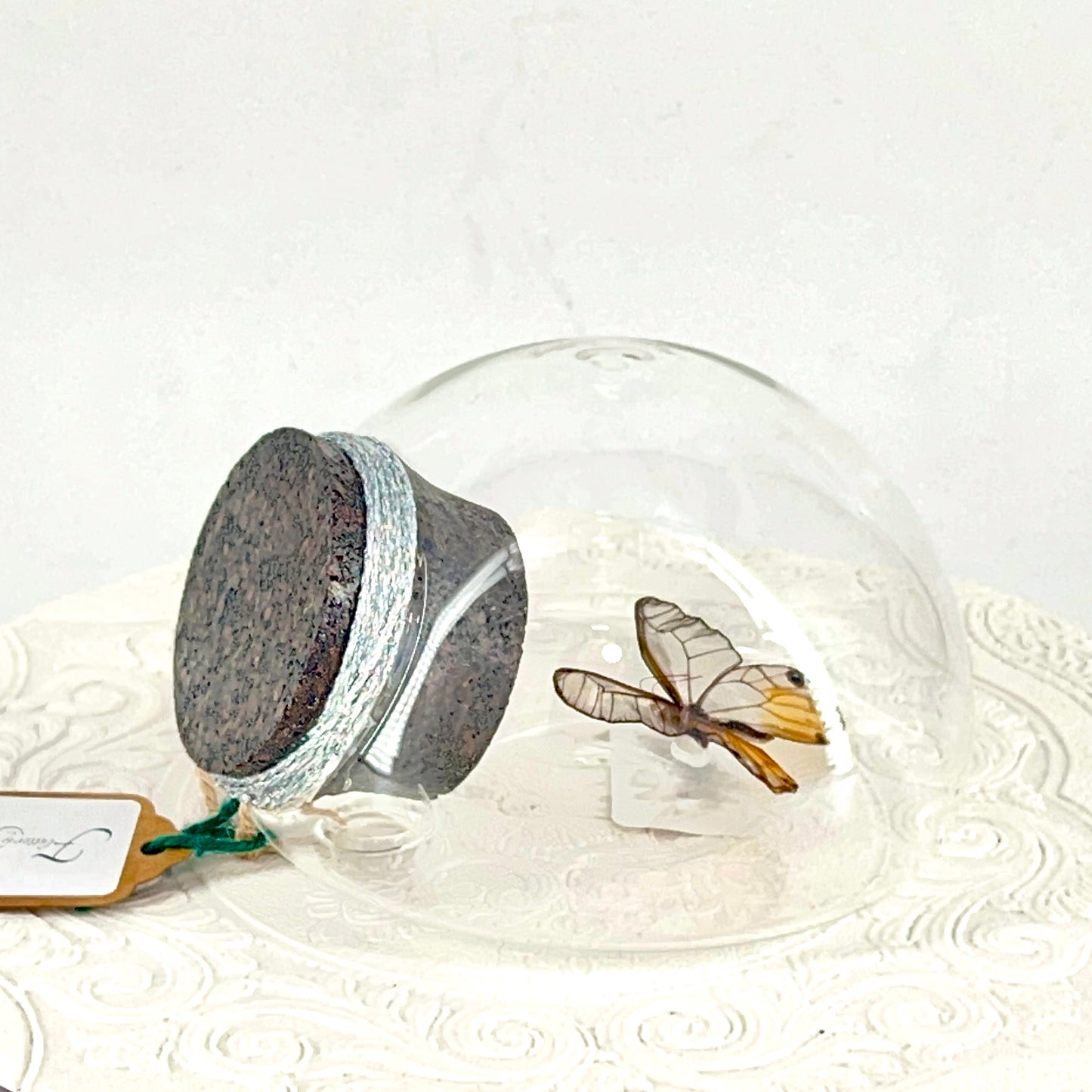 Droplet | Amber Phantom | Glasswing Butterfly | Rusty Orange | Translucent | Tabletop or Wall Hanging Display (Copy)