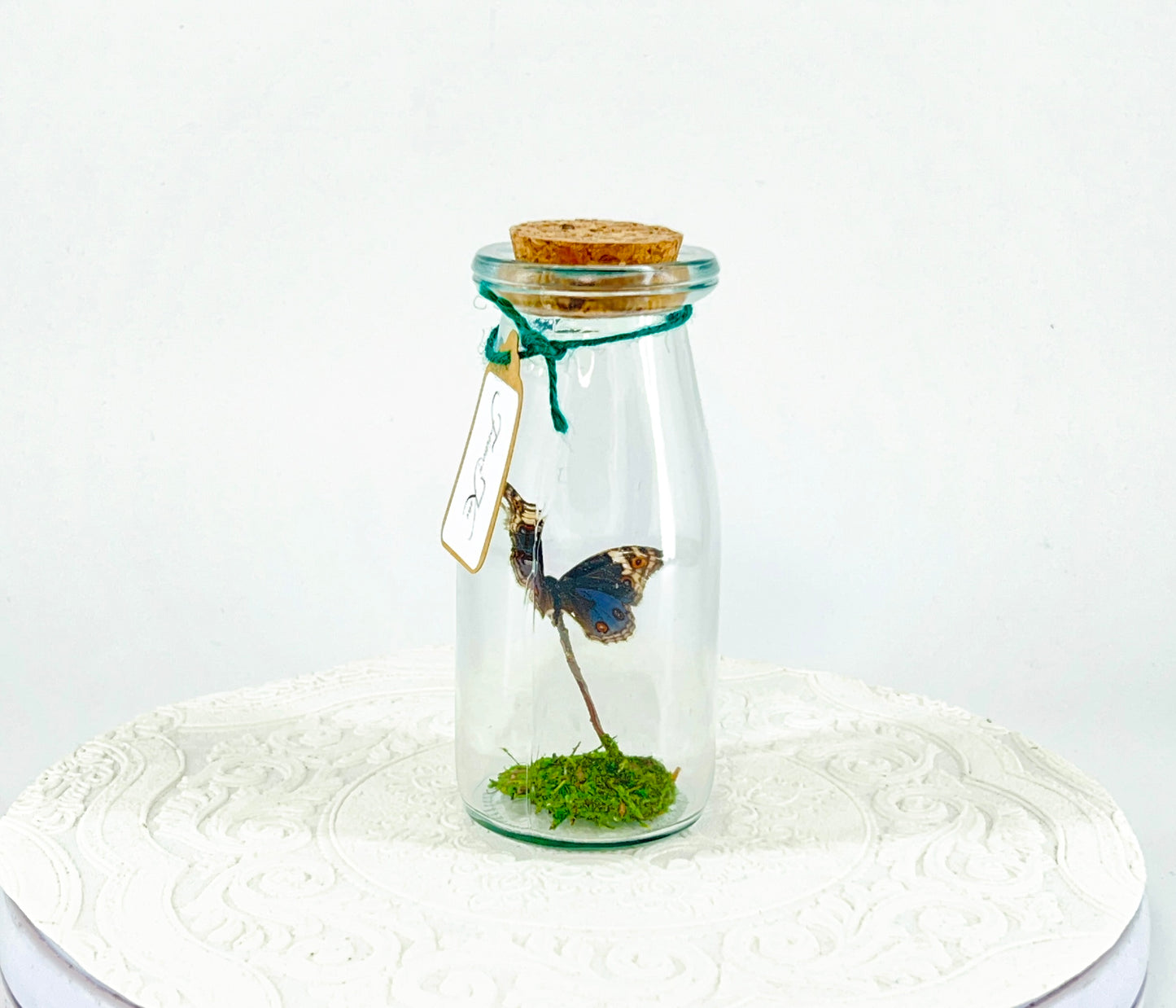 Accent  Jar | Blue Buckeye | Blue White Spotted | Tabletop Display