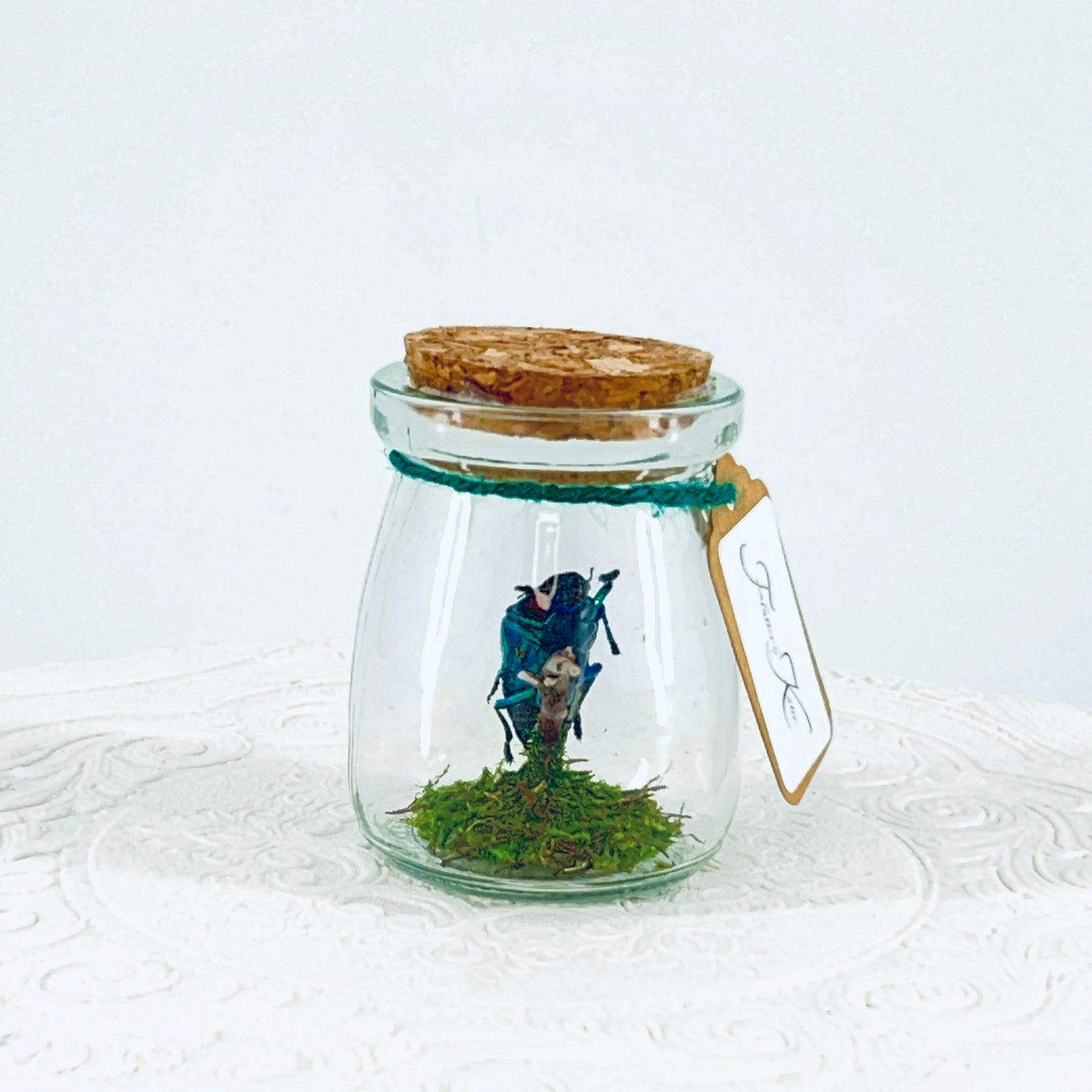 Mini Jar | Malagasy Jewel Bettle | Metallic Blue | Tabletop Display