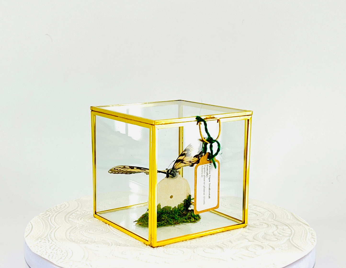 The Cube | Centerpiece | Eastern Tiger Swallowtail | Yellow Black Blue | Flutter by Katie Handmade Butterfly Sculpture Art | Home Decor | North America