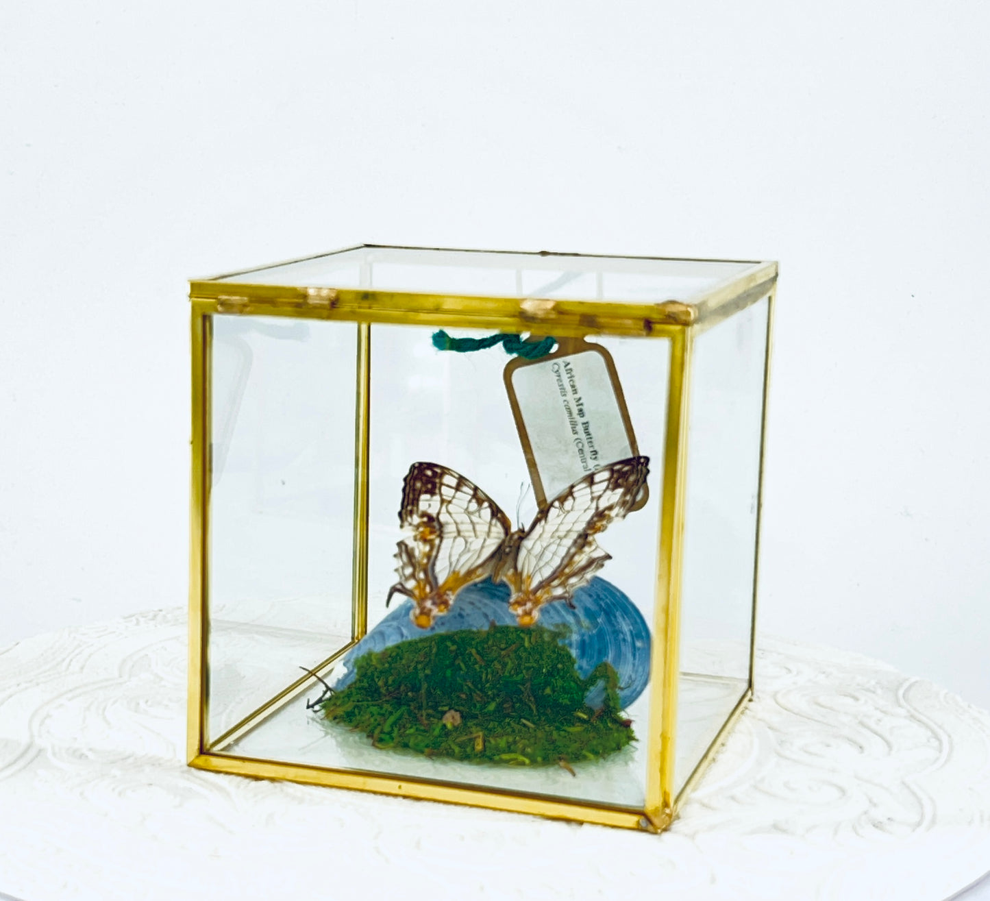 Cube | Asian Map Butterfly | White Brown | Tabletop Display