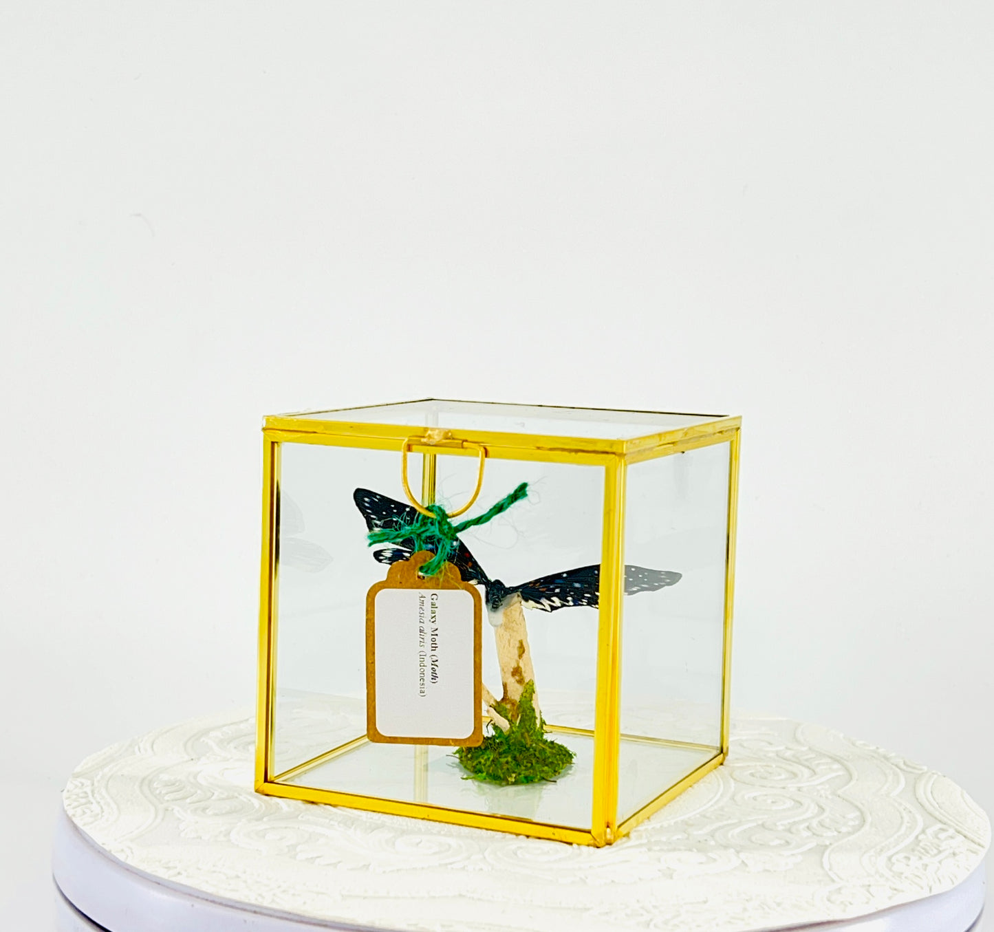 The Cube | Tabletop | Galaxy Moth | Centerpiece | Blue Black White | Flutter by Katie Handmade Butterfly Sculpture Art | Home Decor | Indonesia