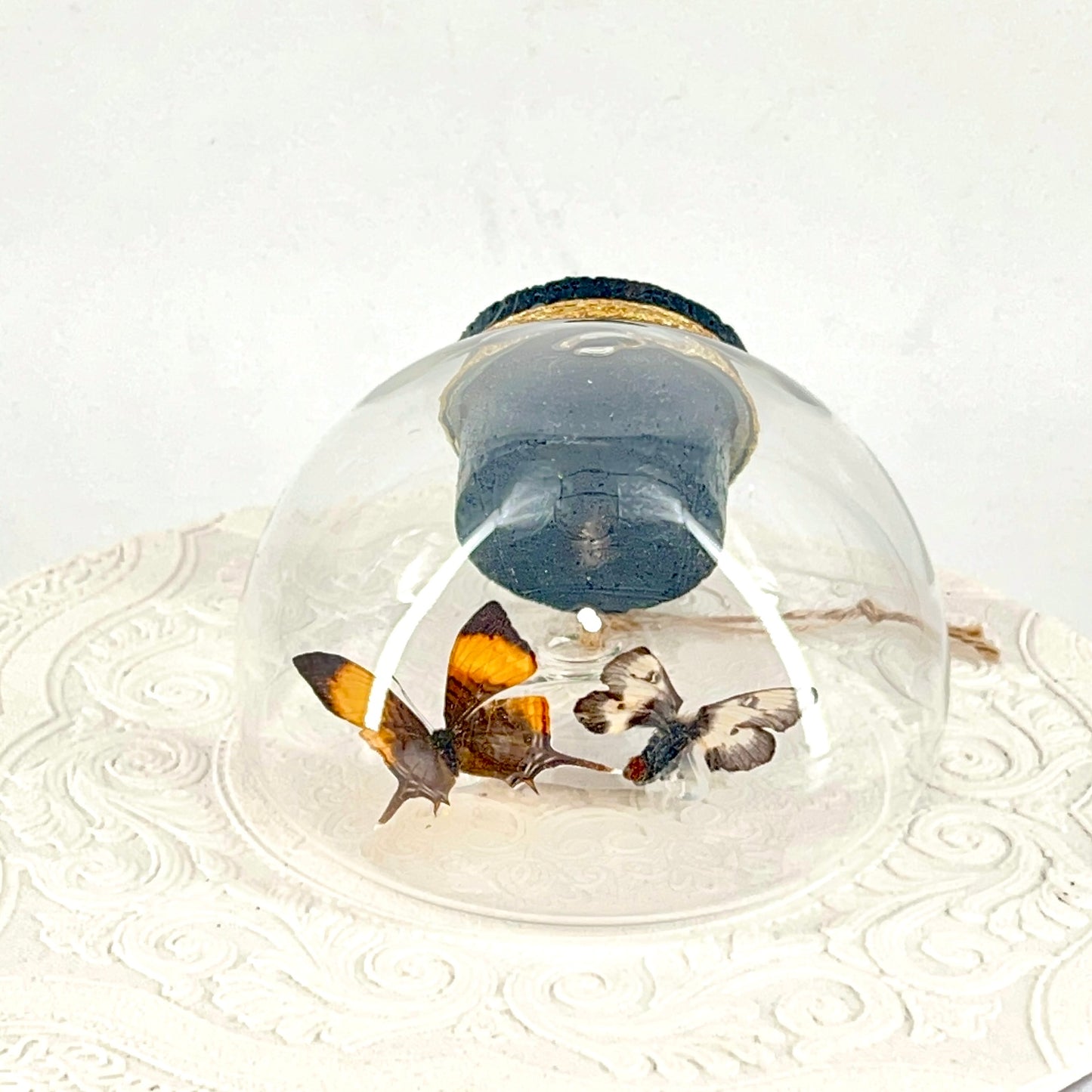 Droplet | Corinna Daggerwing & Tricolor Buckmoth | Butterfly | Moth | Orange Purple Brown White | Tabletop or Wall Hanging Display