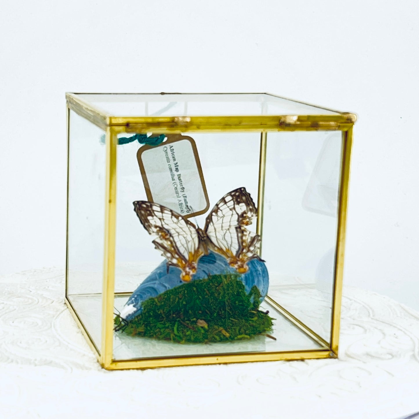 Cube | Asian Map Butterfly | White Brown | Tabletop Display