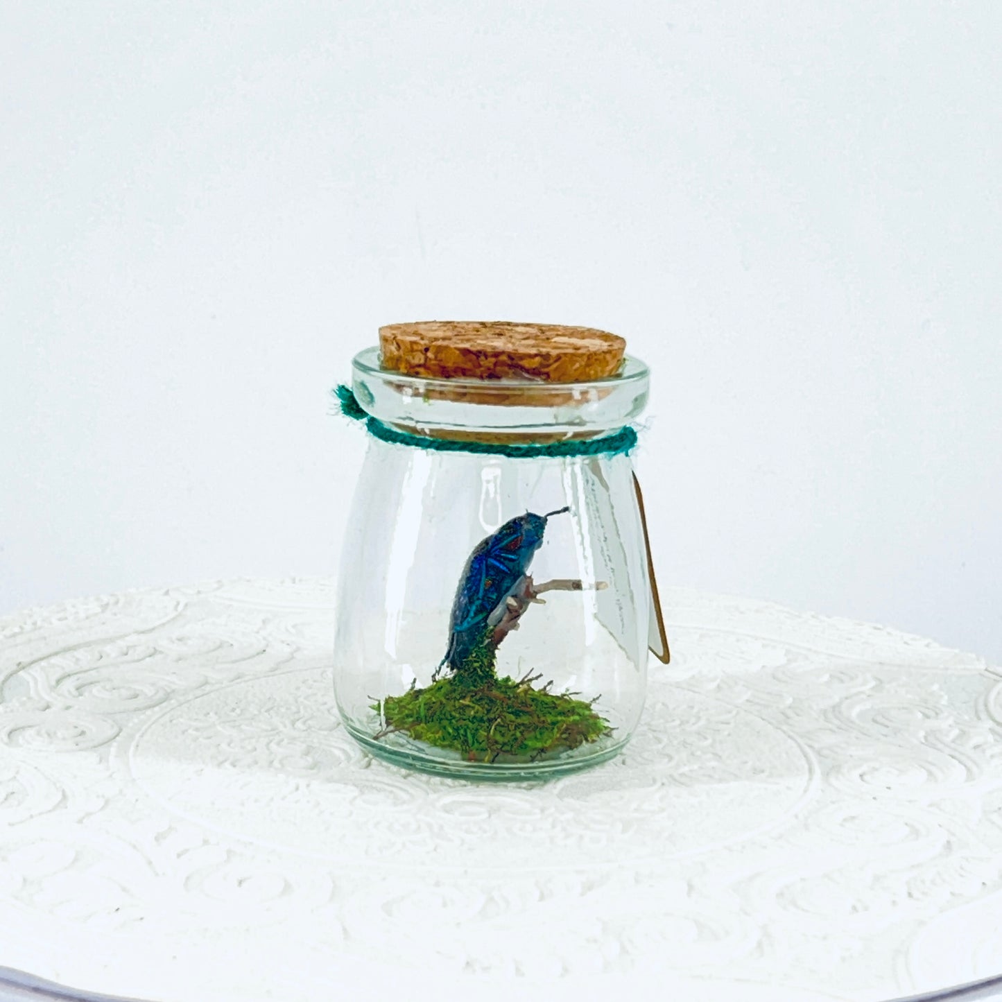 Mini Jar | Malagasy Jewel Bettle | Metallic Blue | Tabletop Display