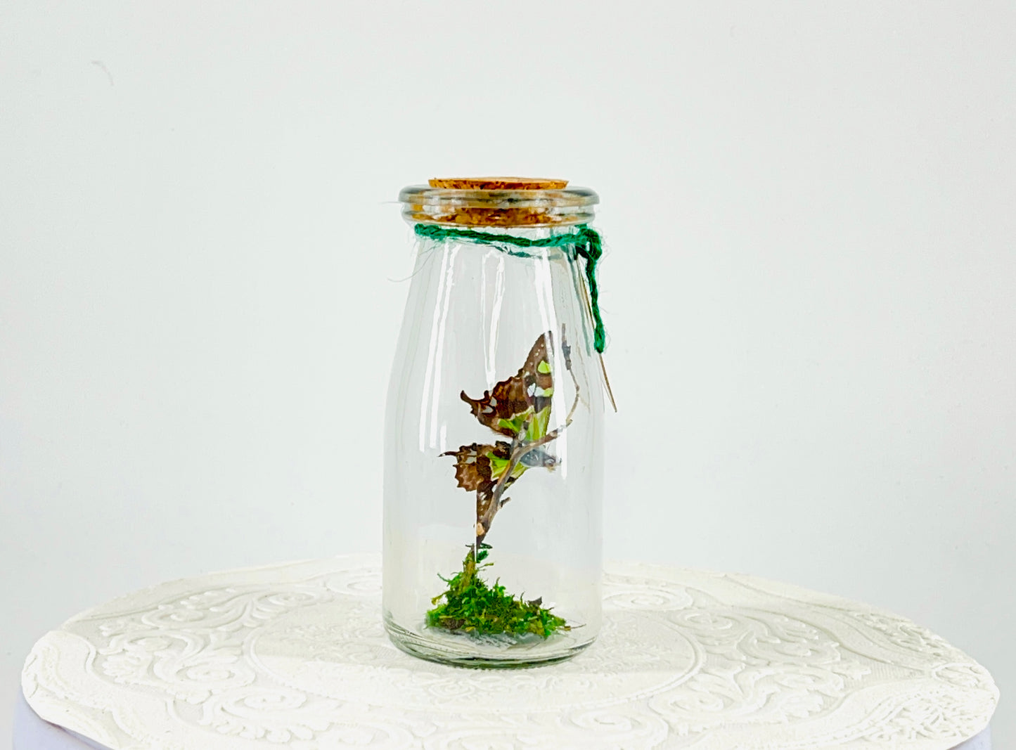 Accent | Centerpiece | Purple Spotted Swallowtail | Purple Green Blue Black | Flutter by Katie Butterfly Display | Handmade | Real Butterflies | Home Decor | Indonesia
