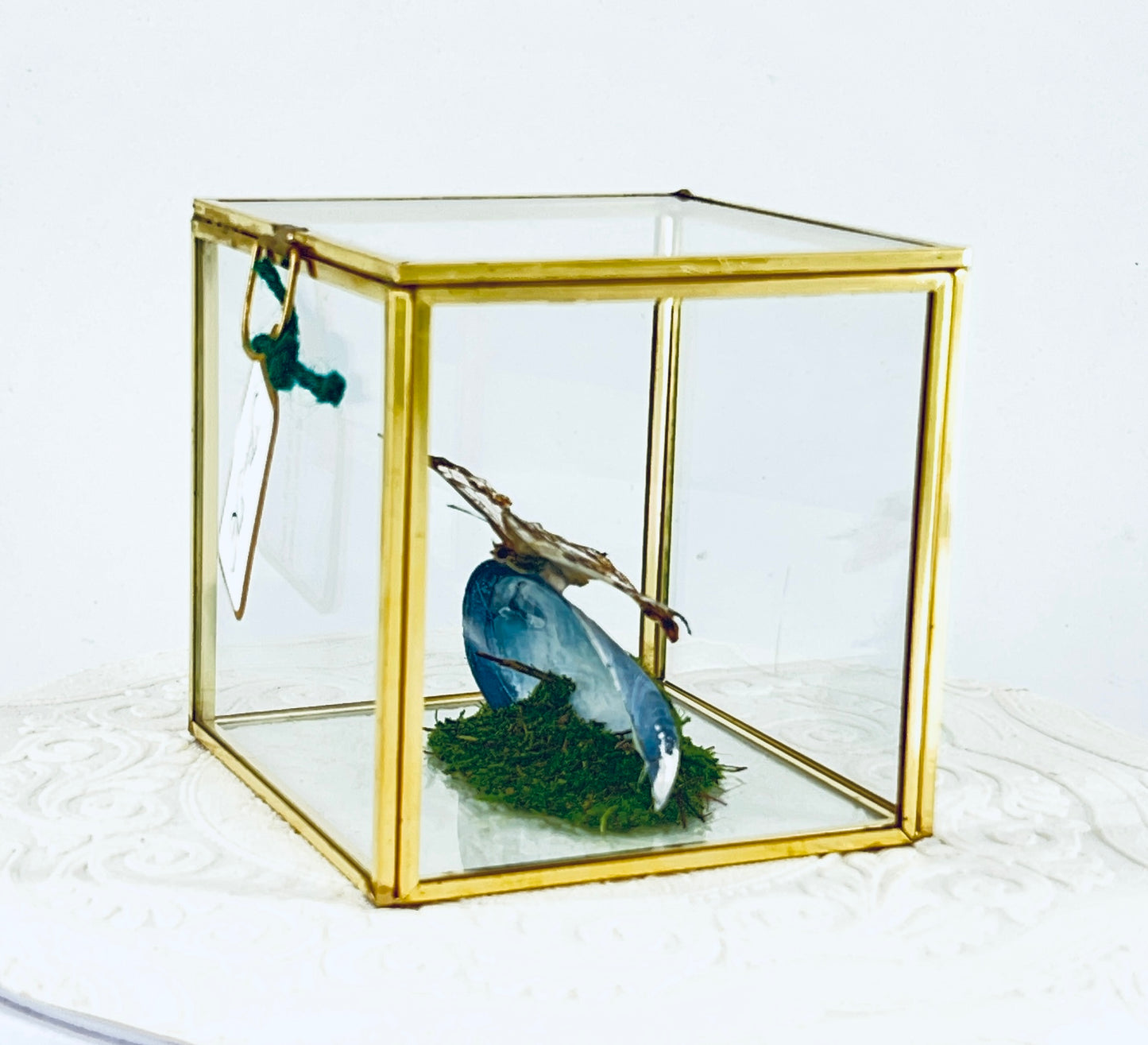 Cube | Asian Map Butterfly | White Brown | Tabletop Display