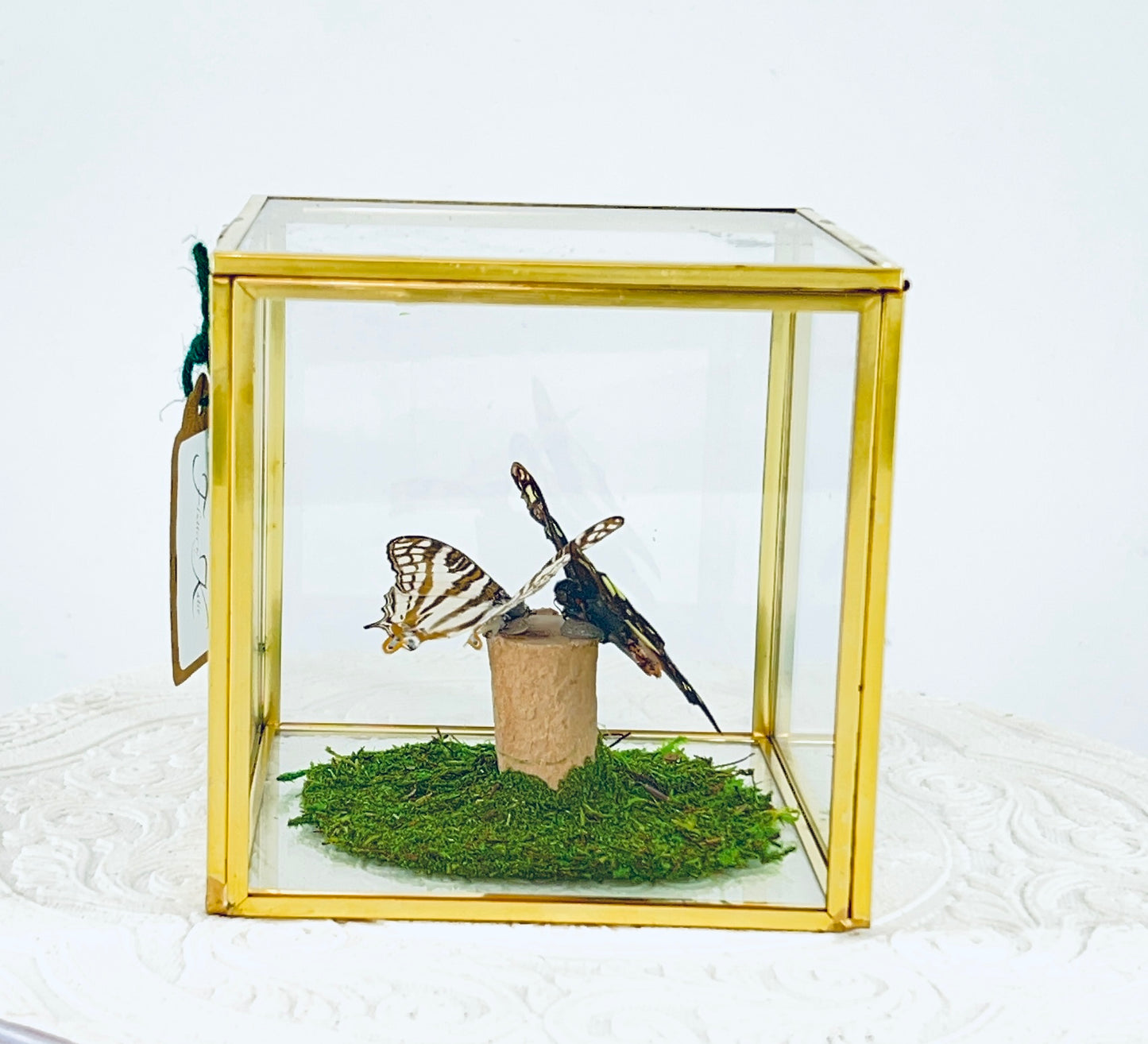 Cube | Electric Green Swallowtail & African Map Butterflies | Green Black White Brown | Tabletop Display