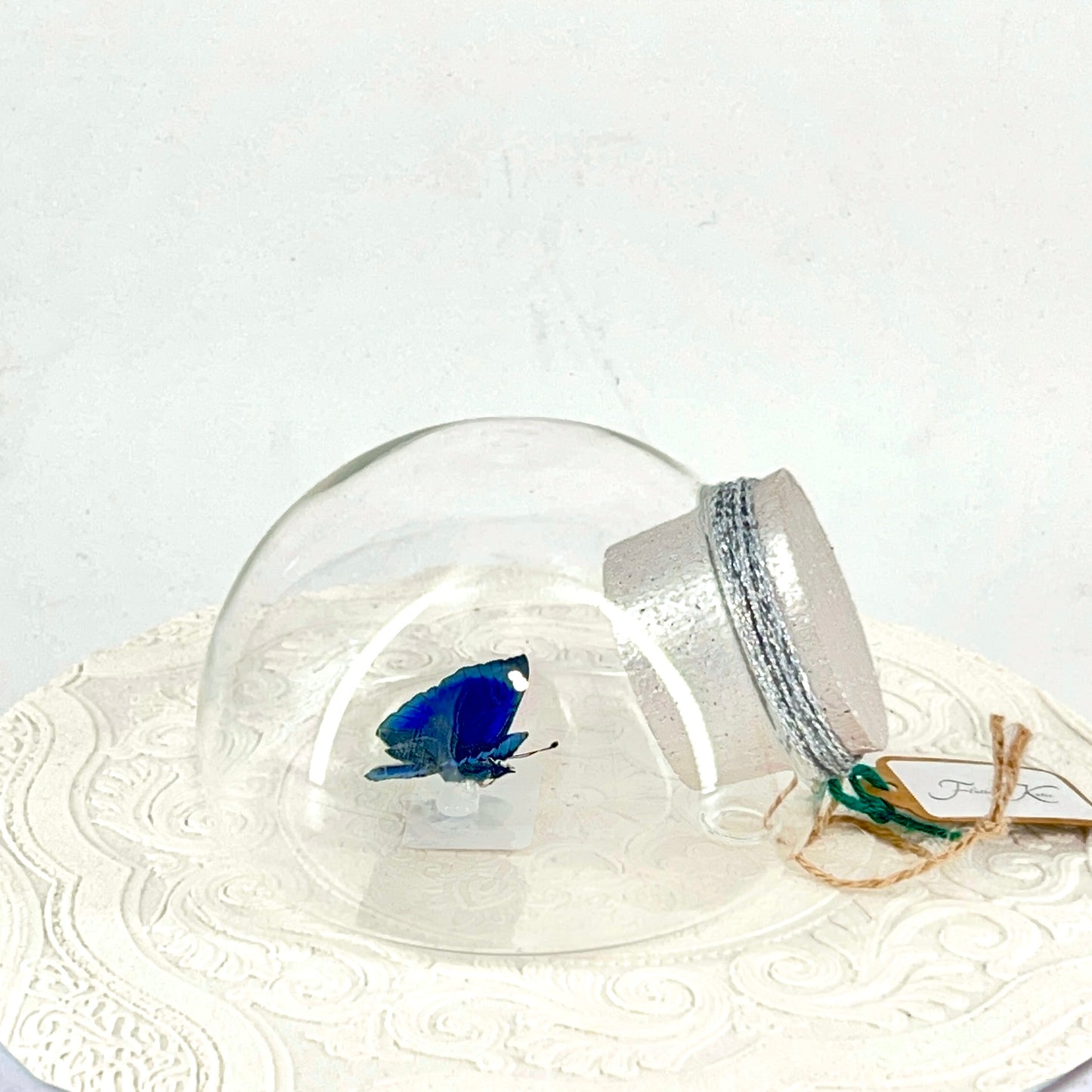 Droplet | Blue Glory Butterfly | Dark Blue Metallic Green | Tabletop or Wall Hanging Display