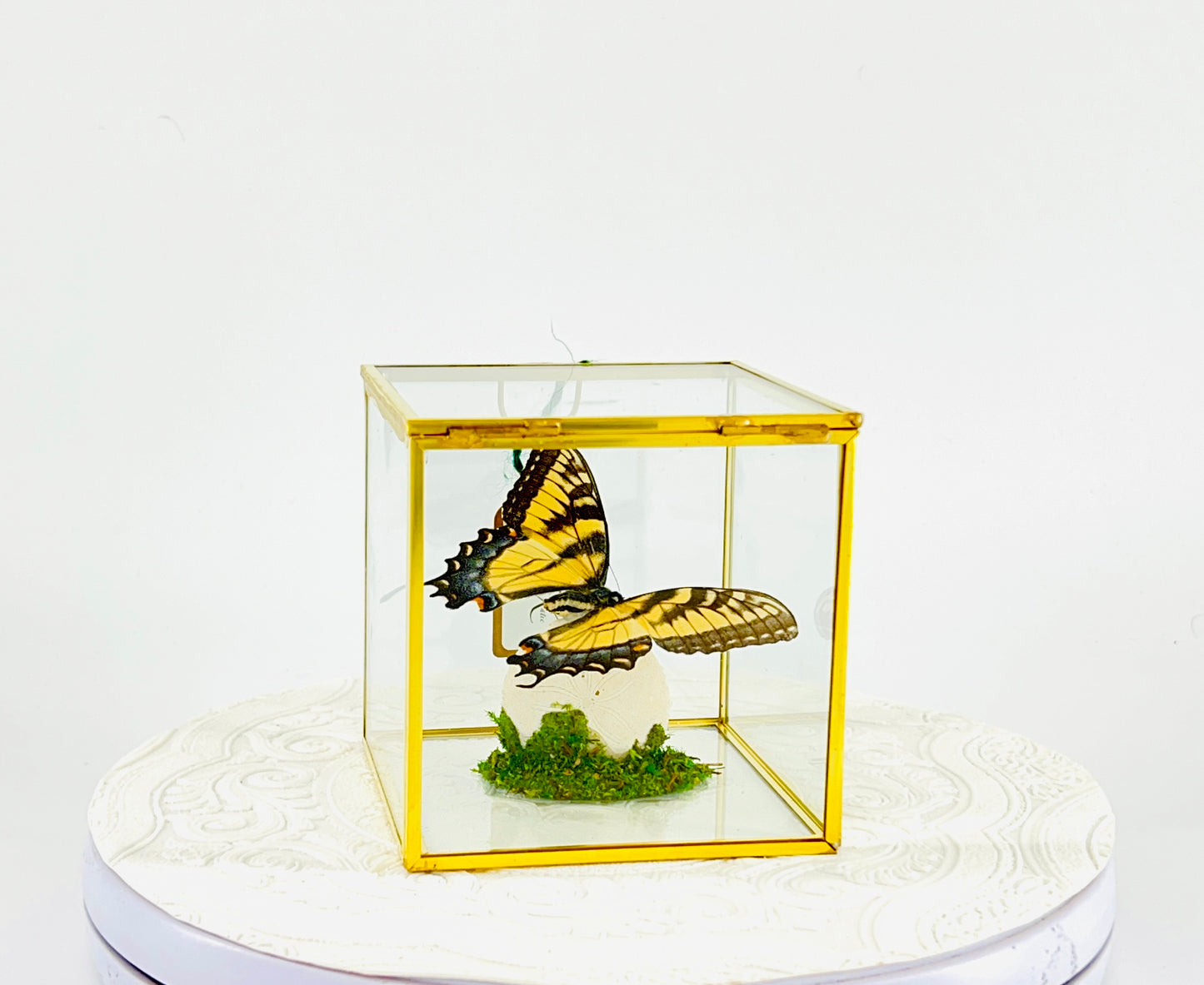 The Cube | Centerpiece | Eastern Tiger Swallowtail | Yellow Black Blue | Flutter by Katie Handmade Butterfly Sculpture Art | Home Decor | North America