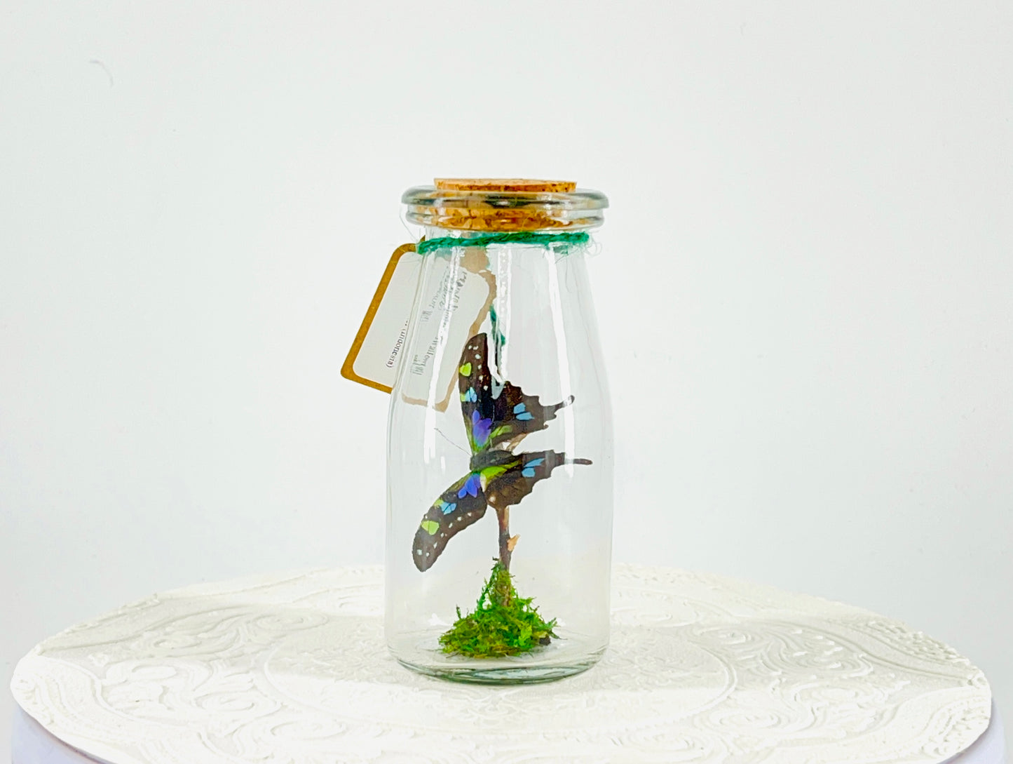 Accent | Centerpiece | Purple Spotted Swallowtail | Purple Green Blue Black | Flutter by Katie Butterfly Display | Handmade | Real Butterflies | Home Decor | Indonesia