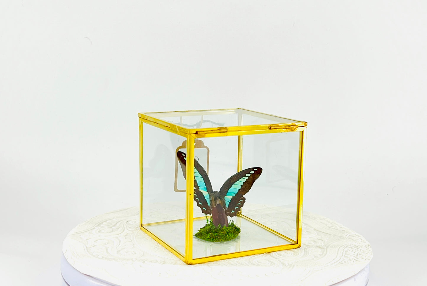 The Cube | Tabletop Centerpiece | Blue Triangle | Light Blue | Flutter by Katie Butterfly Display | Handmade | Real Butterflies | Home Decor | Philippines