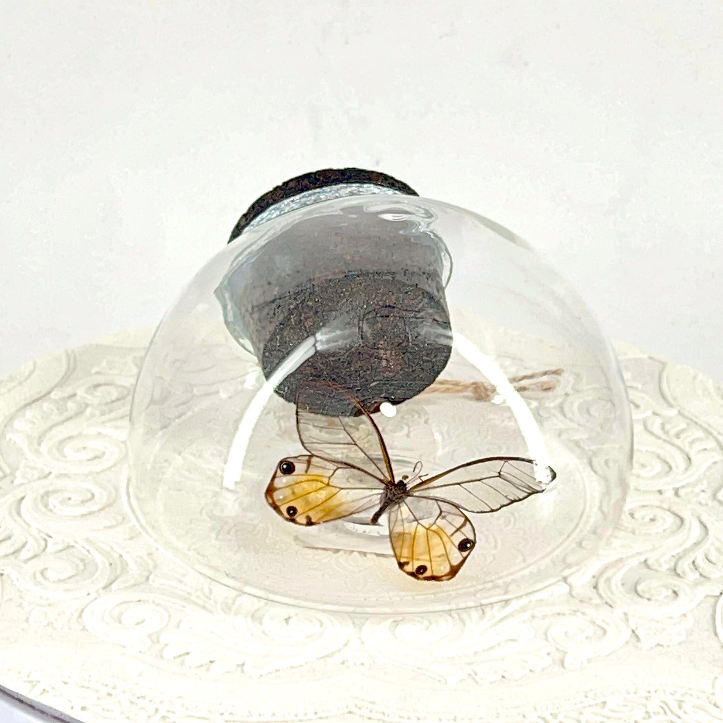 Droplet | Amber Phantom | Glasswing Butterfly | Rusty Orange | Translucent | Tabletop or Wall Hanging Display (Copy)