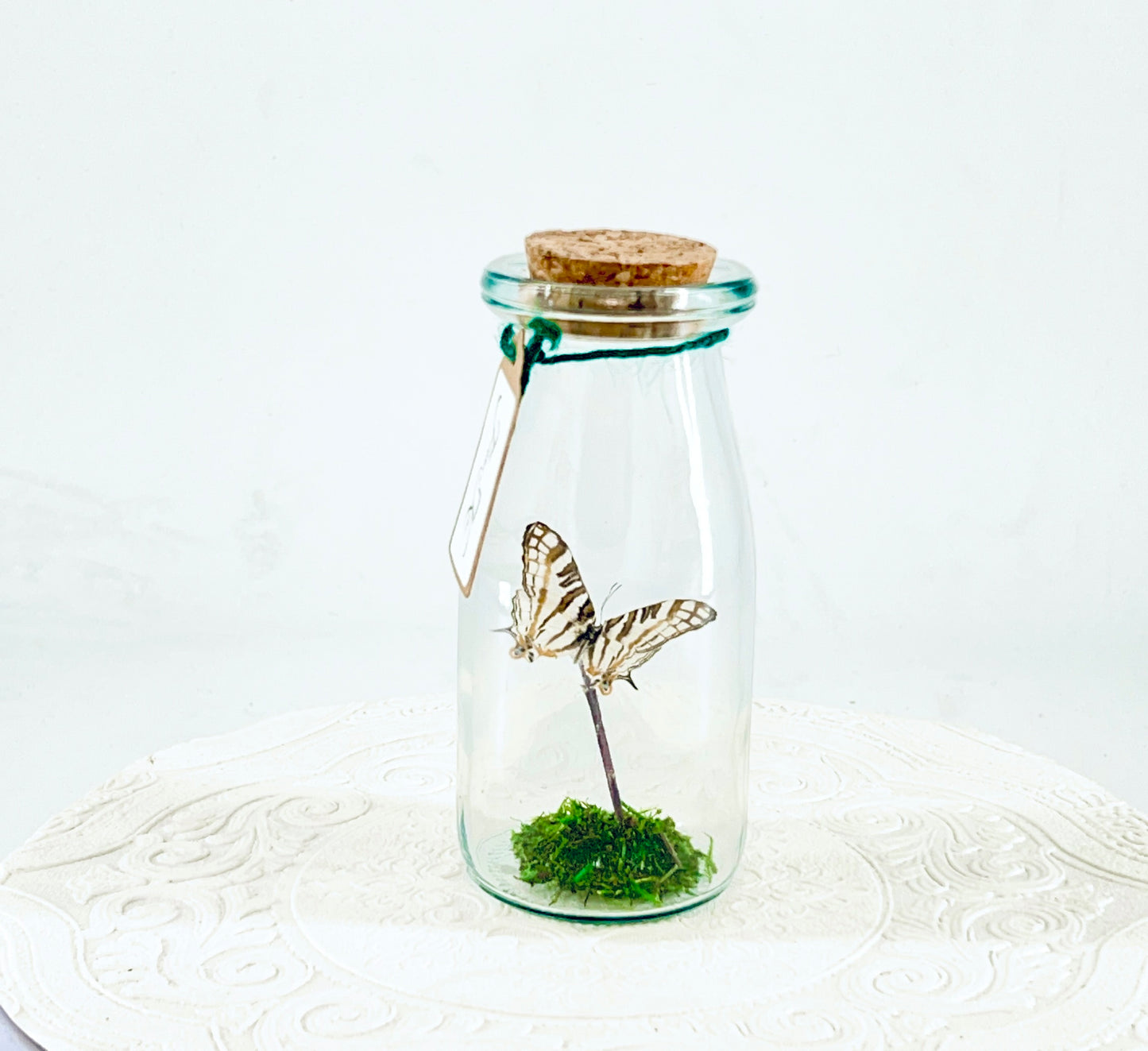 Accent Jar | African Map Butterfly | Brown White Stripes | Tabletop Display