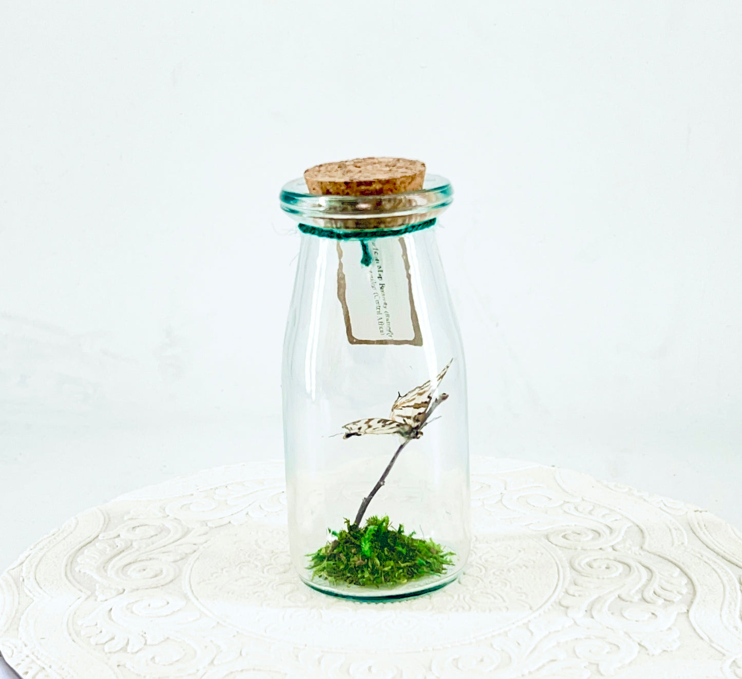 Accent Jar | African Map Butterfly | Brown White Stripes | Tabletop Display