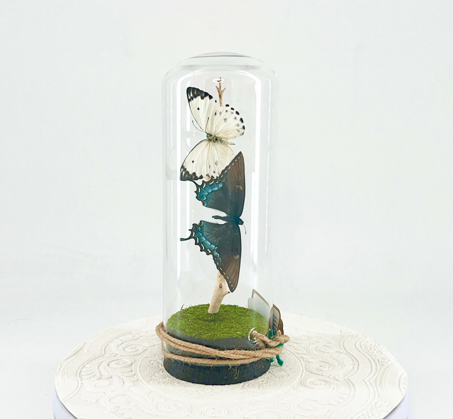 Pendant | Calypso & Eastern Tiger Swallowtail [dark morph] Butterflies | White Black Yellow Spots | Tabletop or Hanging Display