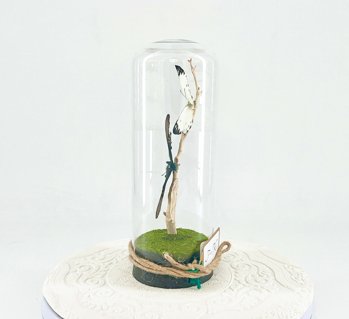 Pendant | Calypso & Eastern Tiger Swallowtail [dark morph] Butterflies | White Black Yellow Spots | Tabletop or Hanging Display