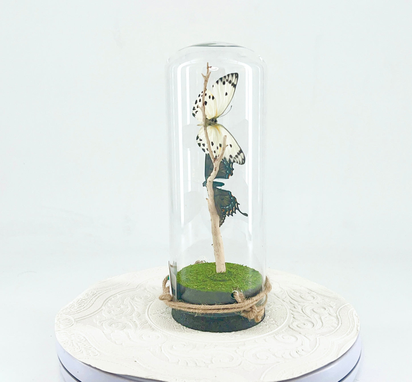 Pendant | Calypso & Eastern Tiger Swallowtail [dark morph] Butterflies | White Black Yellow Spots | Tabletop or Hanging Display