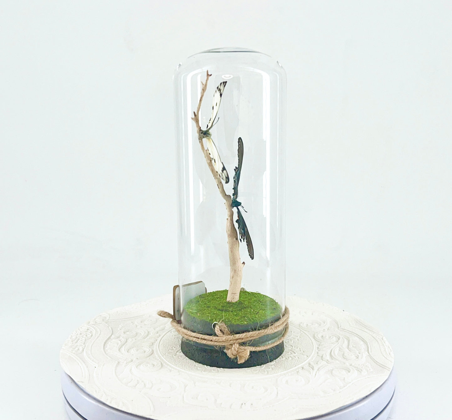 Pendant | Calypso & Eastern Tiger Swallowtail [dark morph] Butterflies | White Black Yellow Spots | Tabletop or Hanging Display