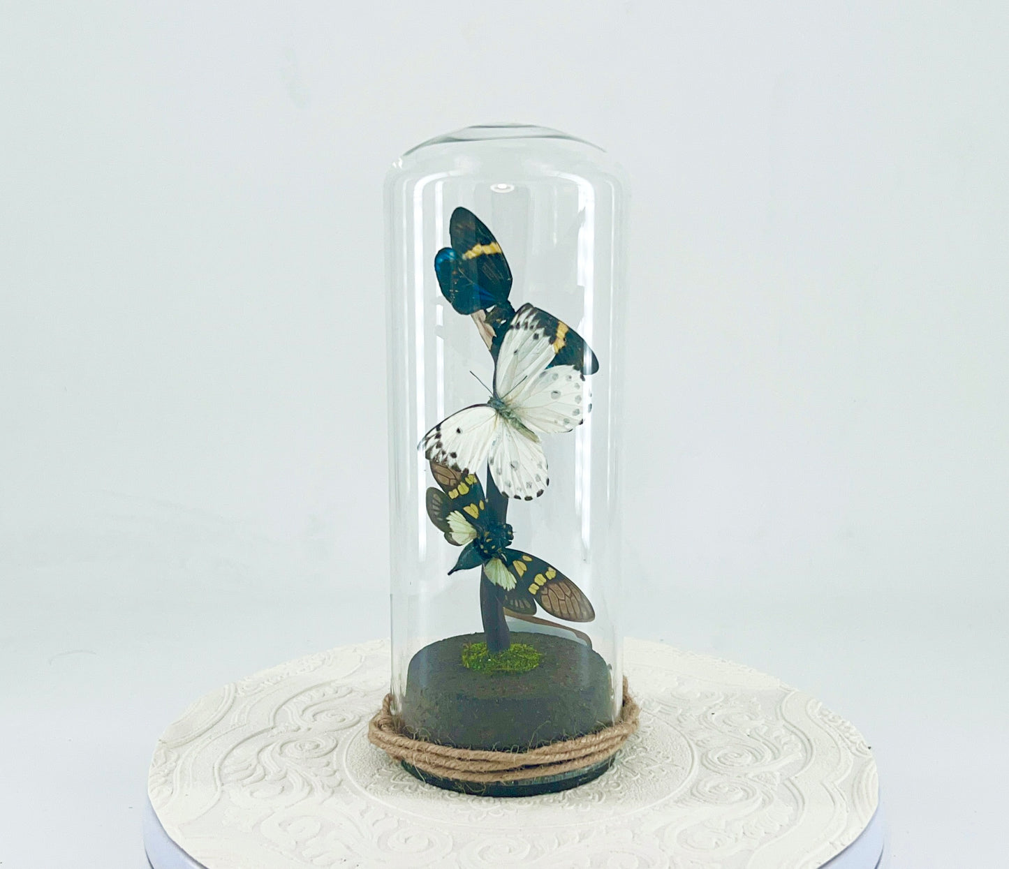 Pendant | Moth Butterfly Cicada Combo | Blue Yellow Green White Black | Tabletop or Hanging Display
