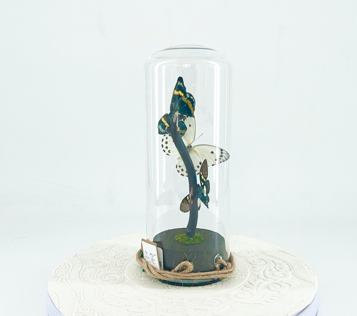 Pendant | Moth Butterfly Cicada Combo | Blue Yellow Green White Black | Tabletop or Hanging Display
