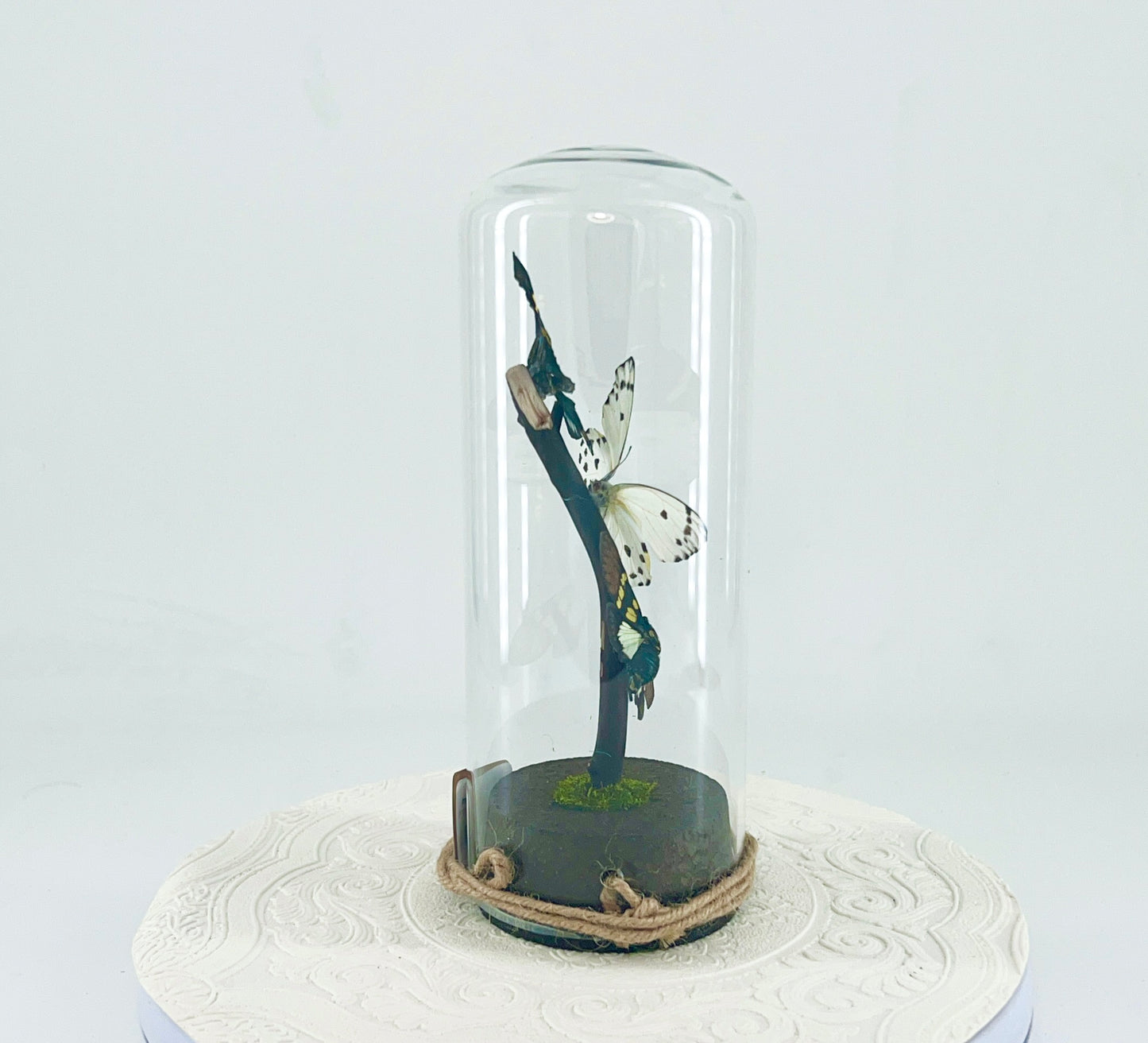 Pendant | Moth Butterfly Cicada Combo | Blue Yellow Green White Black | Tabletop or Hanging Display