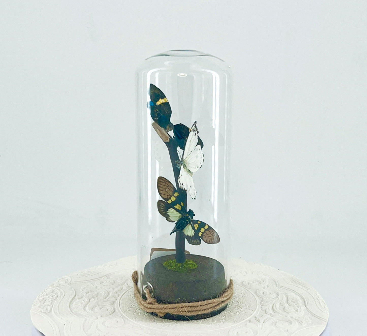 Pendant | Moth Butterfly Cicada Combo | Blue Yellow Green White Black | Tabletop or Hanging Display