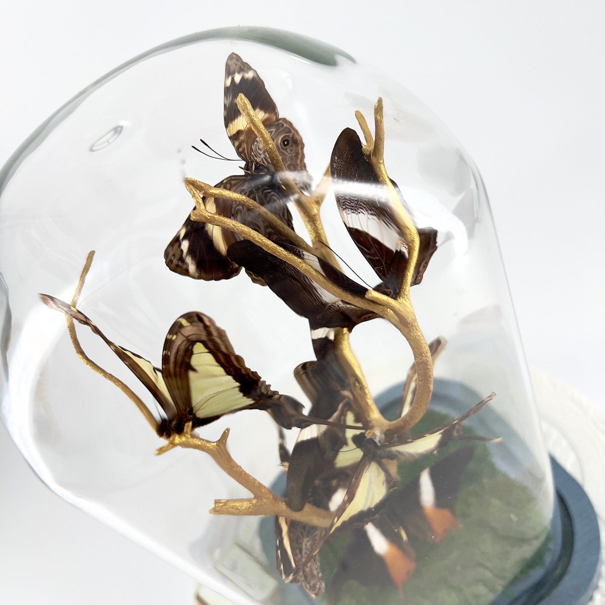 Small Centerpiece | Leucaspis Swallowtail Violet Palla Blomfild's Beauty | Flutter by Katie | Butterfly Sculpture Art | Handmade | Taxidermy