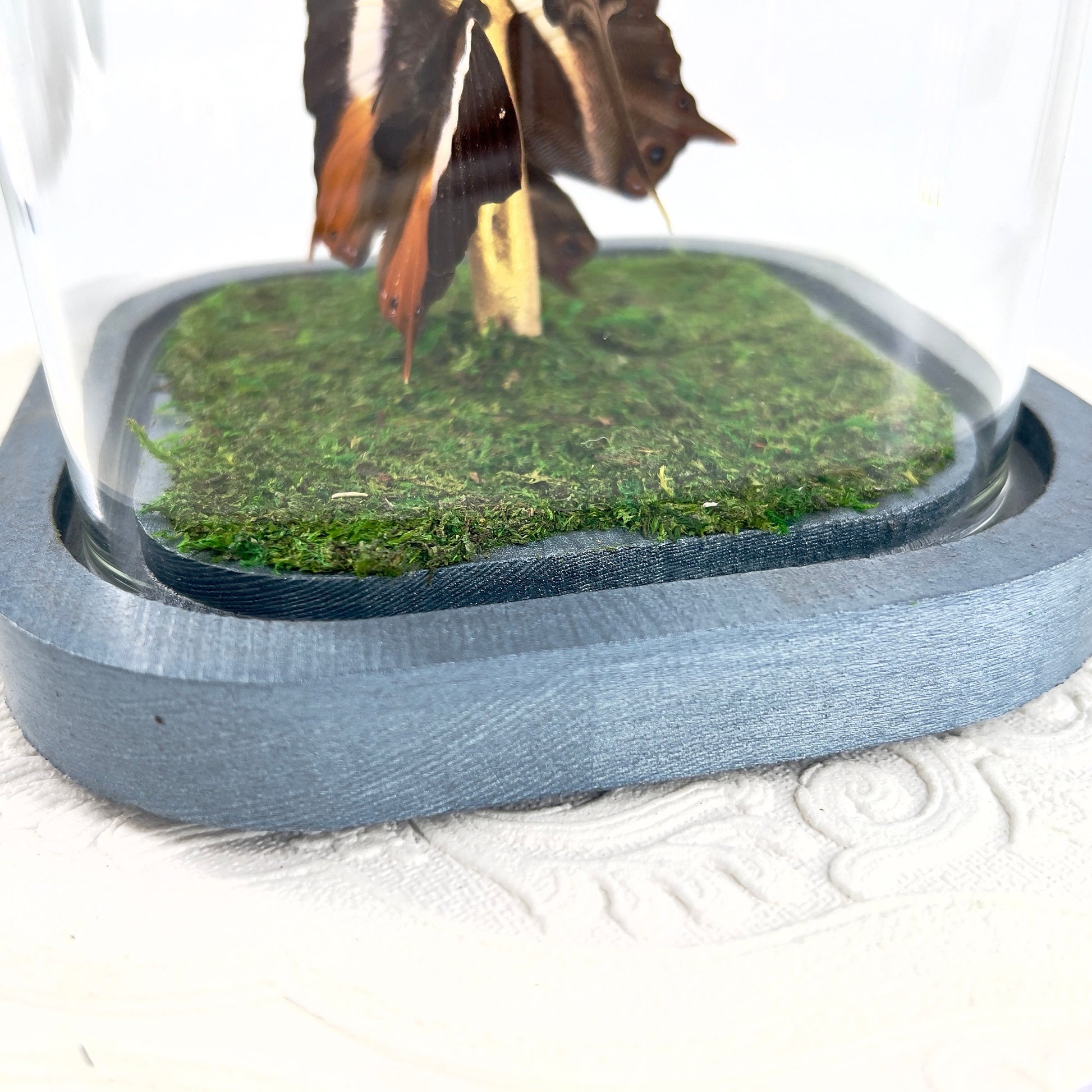 Small Centerpiece | Leucaspis Swallowtail Violet Palla Blomfild's Beauty | Flutter by Katie | Butterfly Sculpture Art | Handmade | Taxidermy