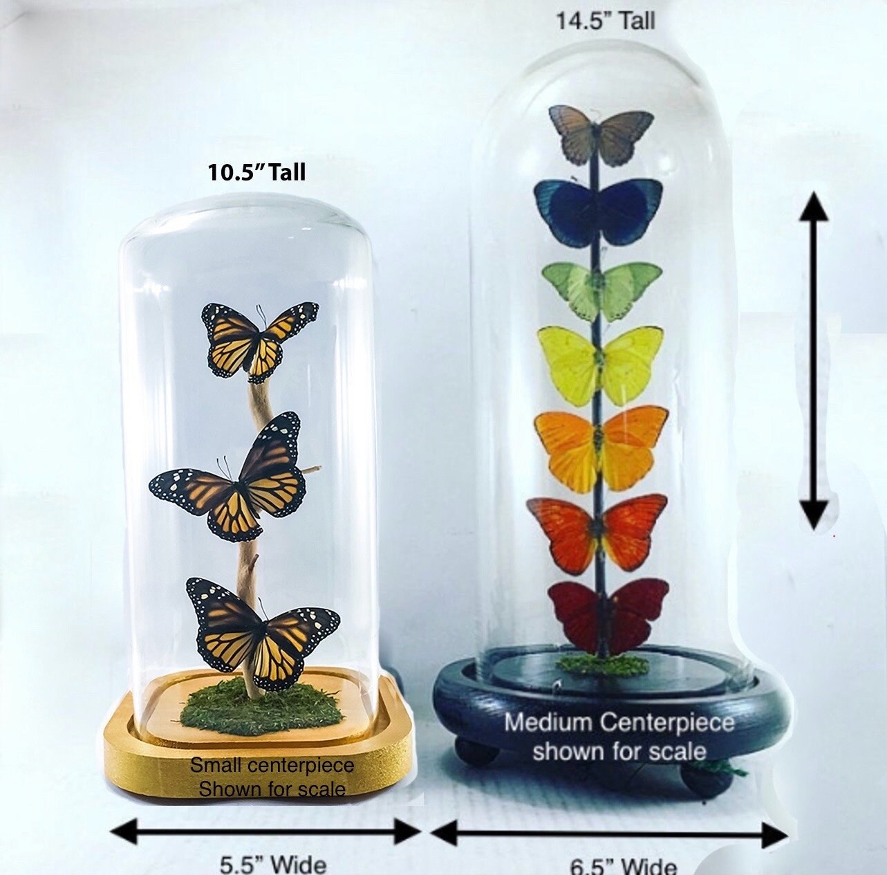 Small Centerpiece | Leucaspis Swallowtail Violet Palla Blomfild's Beauty | Flutter by Katie | Butterfly Sculpture Art | Handmade | Taxidermy