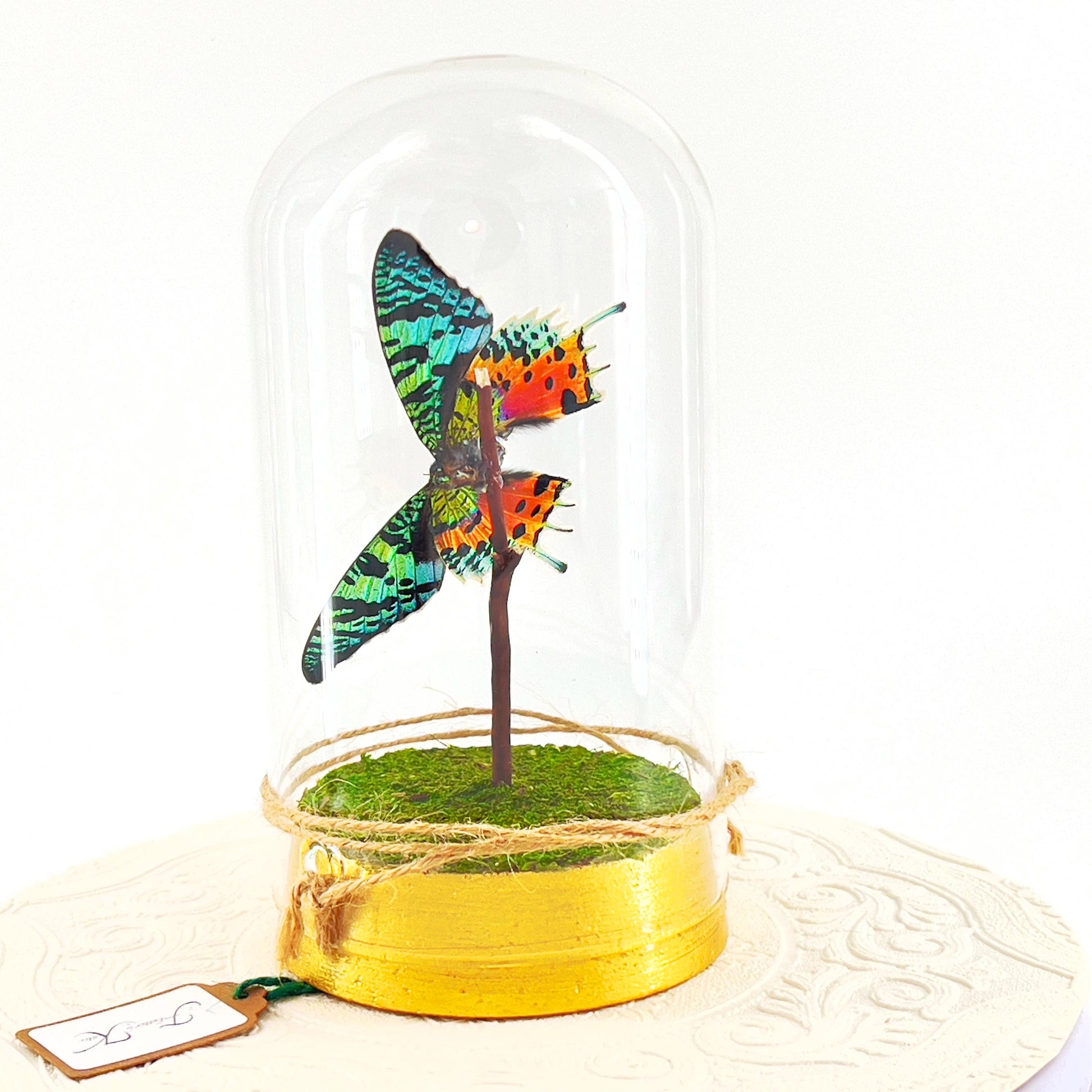 Large Pendant | Centerpiece | Sunset Moth | Rainbow | Green Yellow | Flutter by Katie | Sculpture Art | Butterfly Display | Madagascar