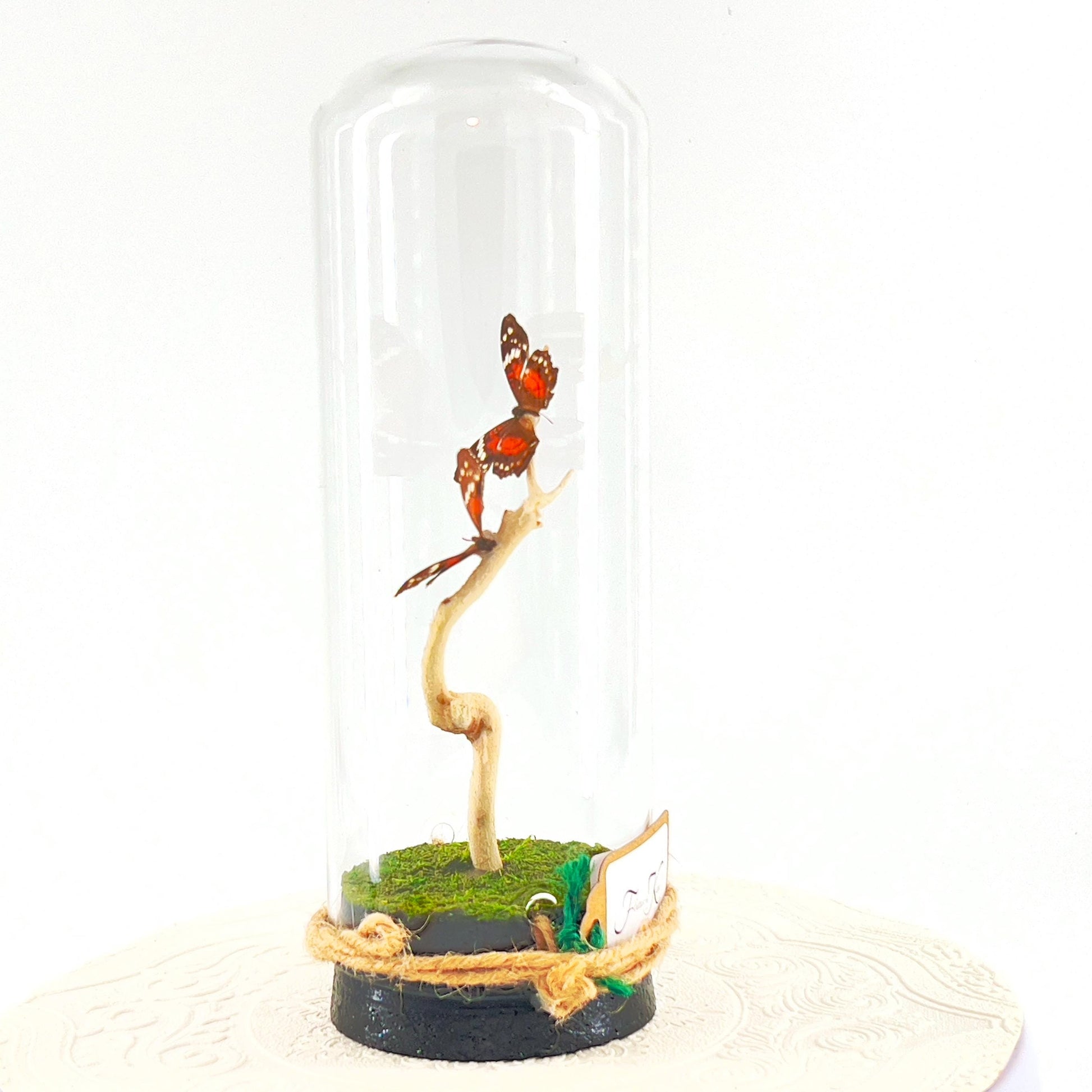 Pendant | Centerpiece | Double Scarlet Peacock | Red Brown | Flutter by Katie | Butterfly Display | Sculpture Art | Handmade | South America