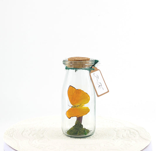 Accent | Centerpiece | Apricot Sulphur | Yellow | Flutter by Katie | Butterflyt Display | Handmade | Real Butterflies | Decor| South America