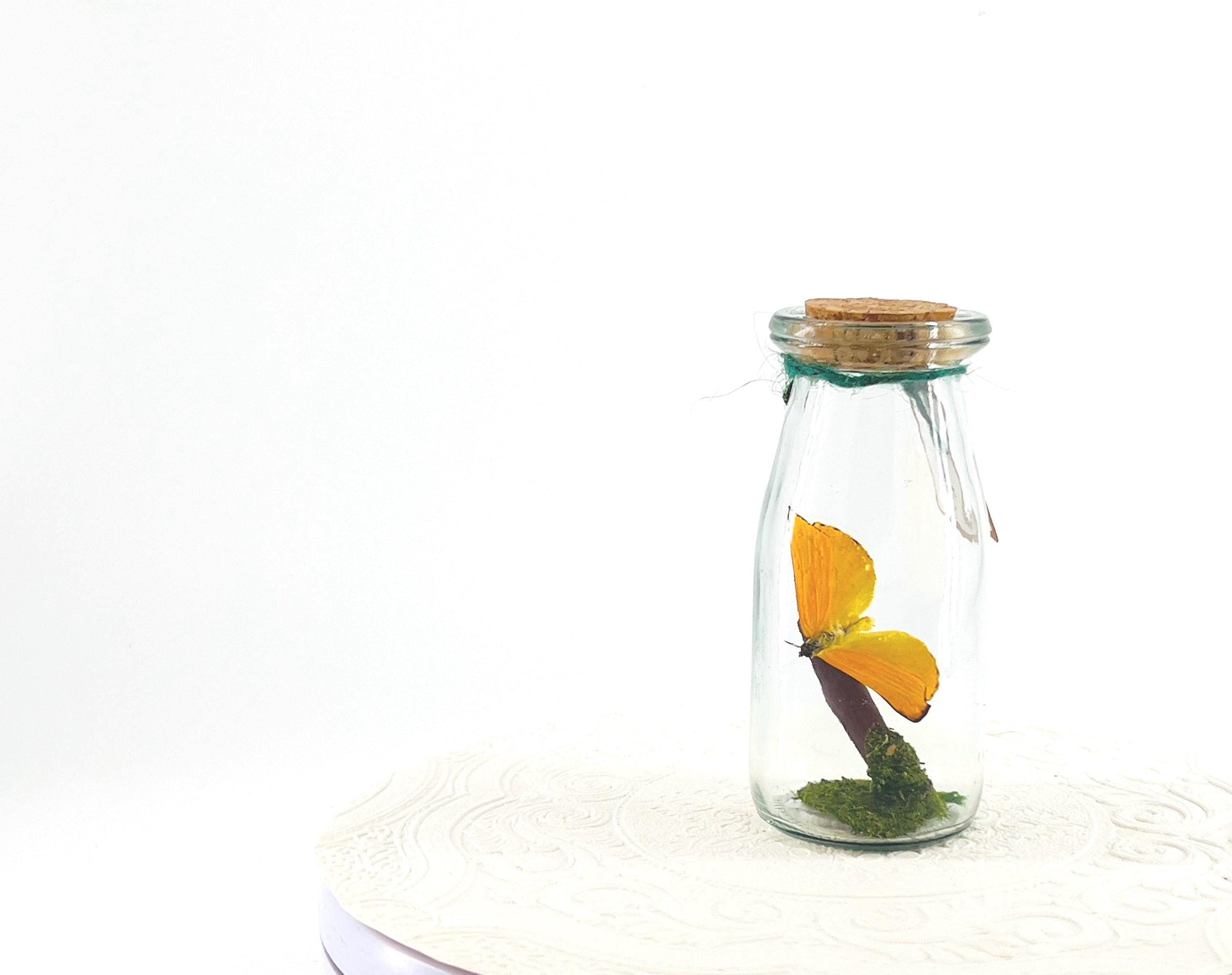 Accent | Centerpiece | Apricot Sulphur | Yellow | Flutter by Katie | Butterflyt Display | Handmade | Real Butterflies | Decor| South America
