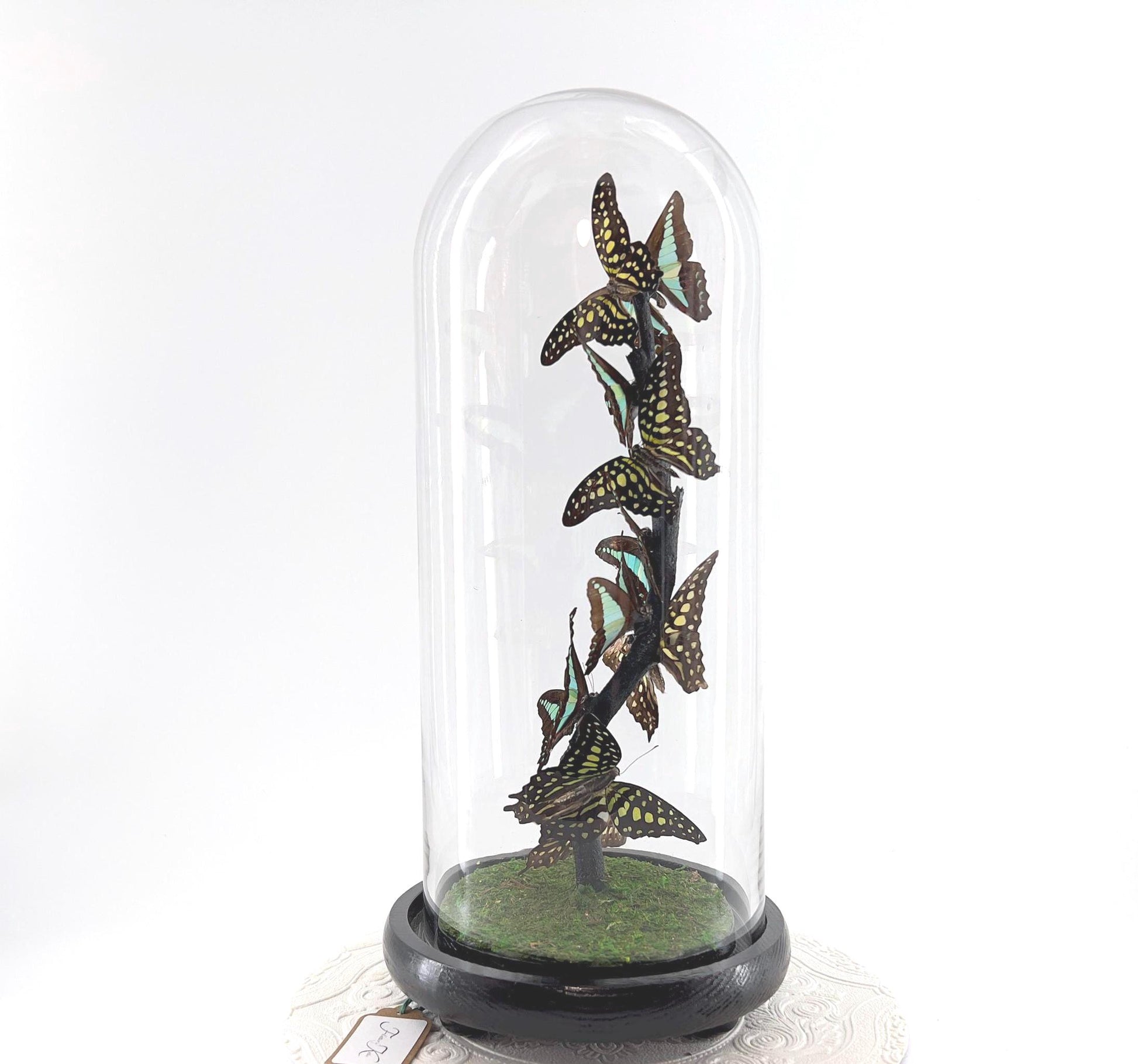 Medium Centerpiece | Agamemnon | Blue Triangle | Green Blue | Flutter by Katie | Butterfly Taxidermy | Handmade Sculpture Art | Philippines