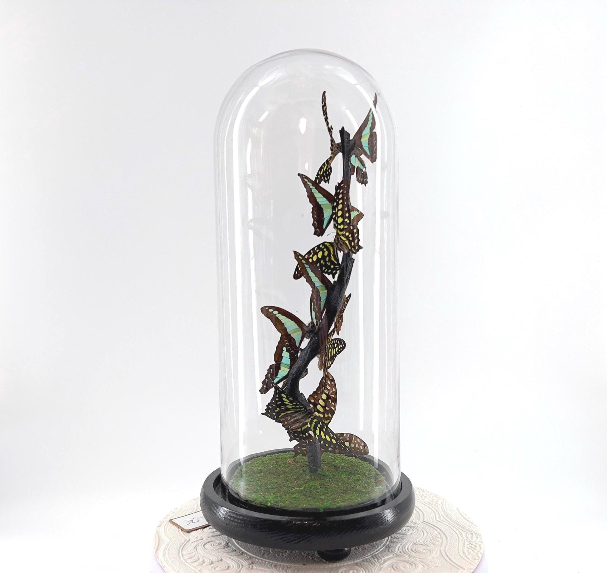 Medium Centerpiece | Agamemnon | Blue Triangle | Green Blue | Flutter by Katie | Butterfly Taxidermy | Handmade Sculpture Art | Philippines
