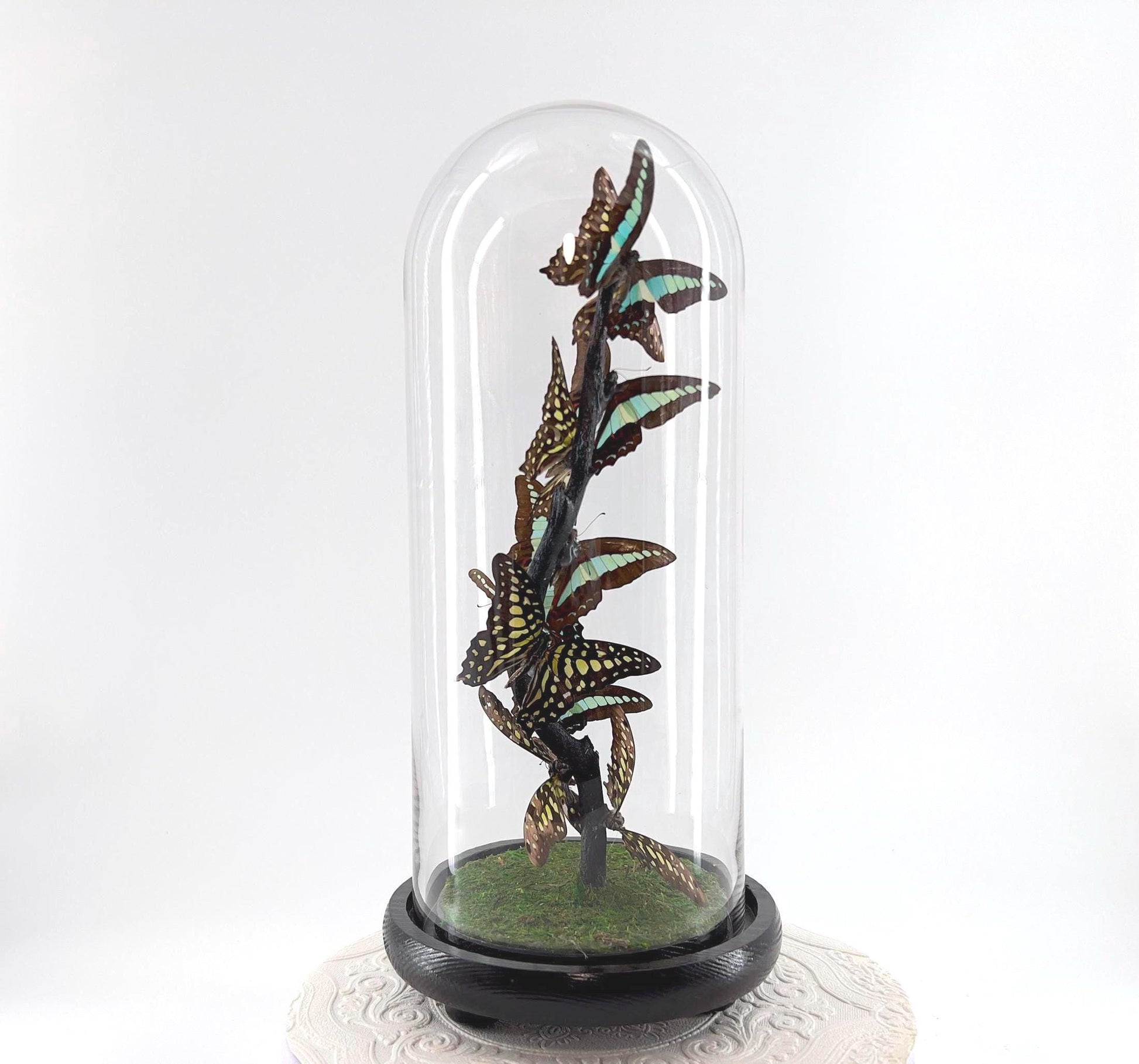 Medium Centerpiece | Agamemnon | Blue Triangle | Green Blue | Flutter by Katie | Butterfly Taxidermy | Handmade Sculpture Art | Philippines