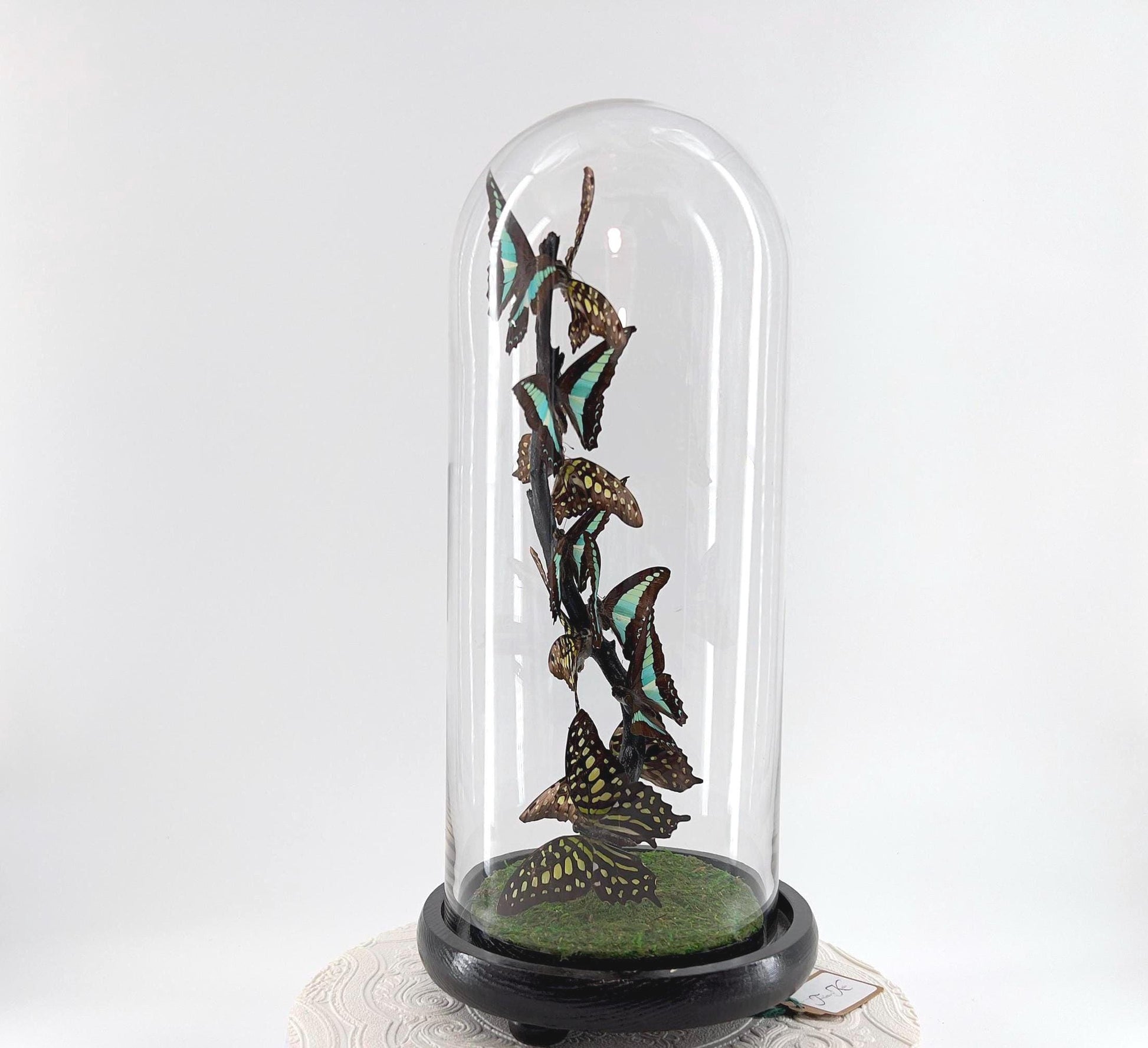 Medium Centerpiece | Agamemnon | Blue Triangle | Green Blue | Flutter by Katie | Butterfly Taxidermy | Handmade Sculpture Art | Philippines