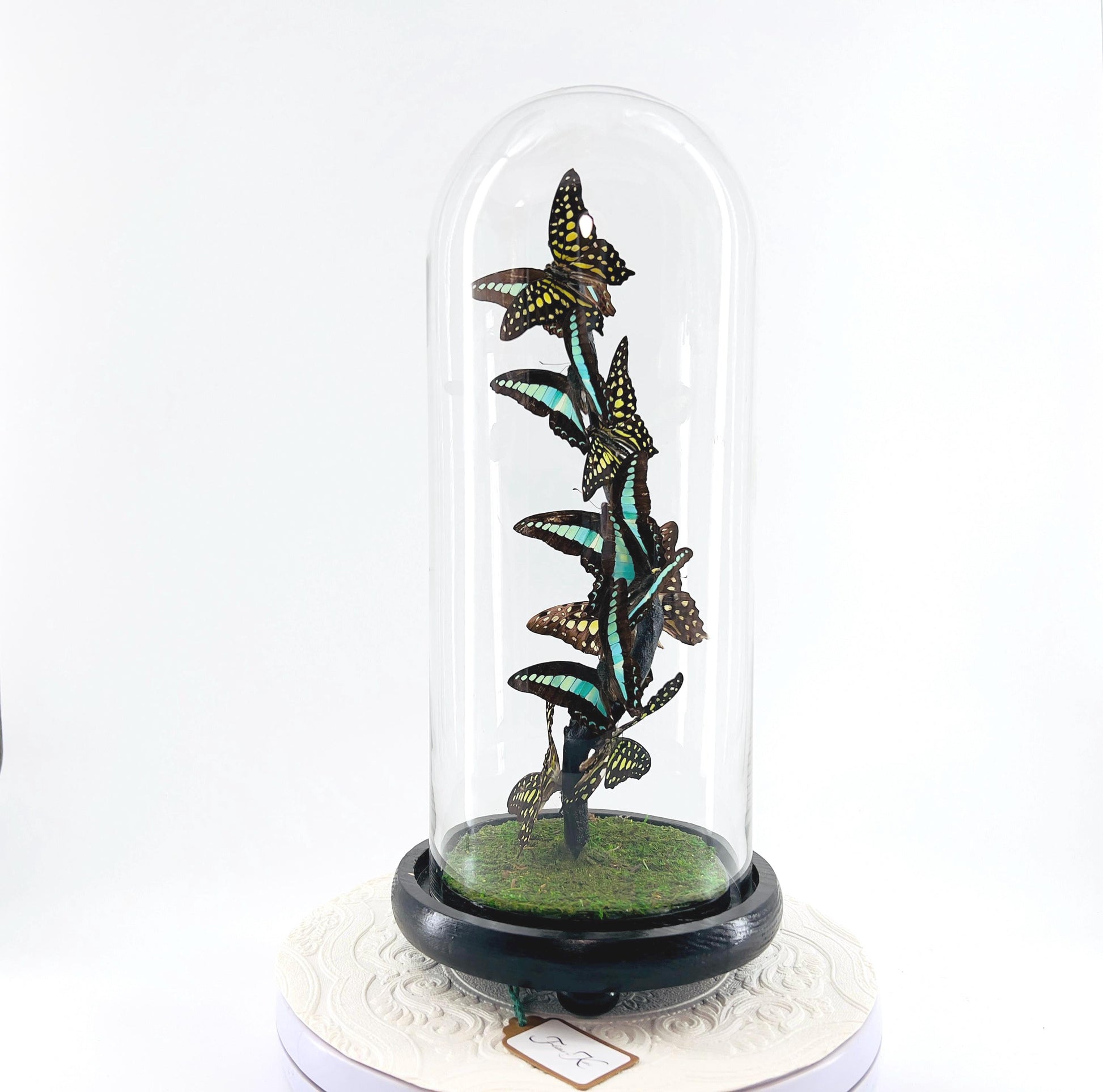 Medium Centerpiece | Agamemnon | Blue Triangle | Green Blue | Flutter by Katie | Butterfly Taxidermy | Handmade Sculpture Art | Philippines