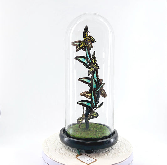 Medium Centerpiece | Agamemnon | Blue Triangle | Green Blue | Flutter by Katie | Butterfly Taxidermy | Handmade Sculpture Art | Philippines