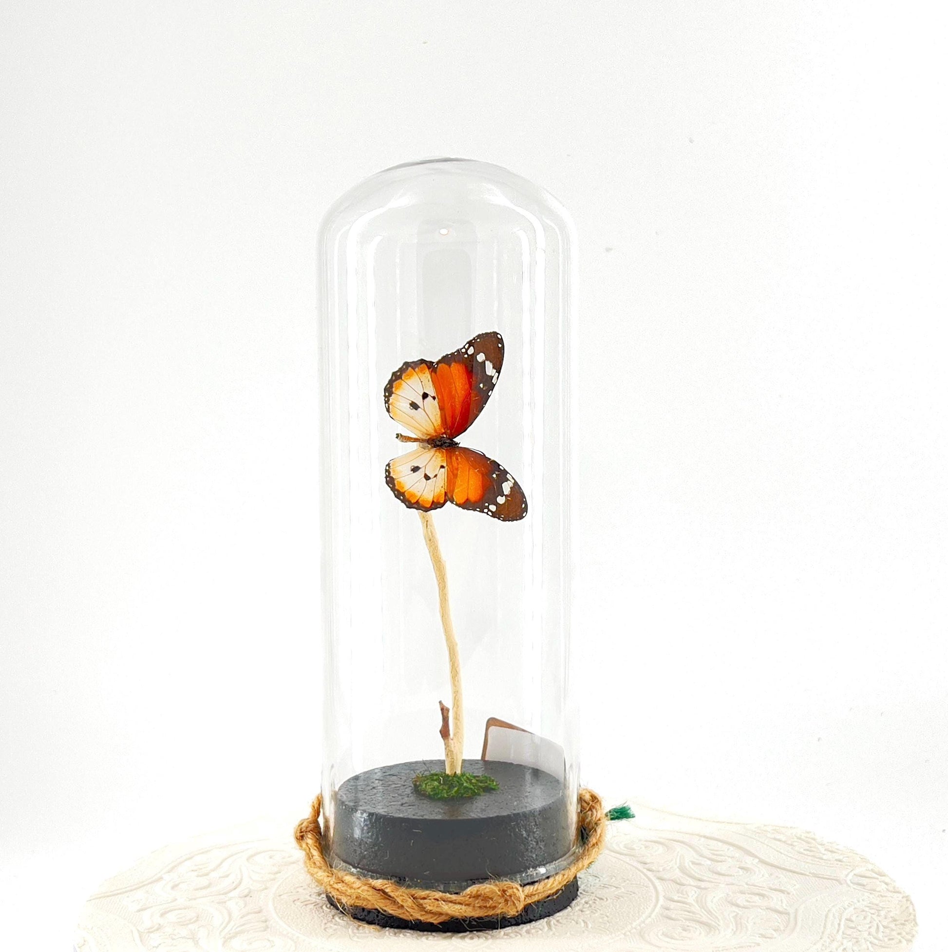 Pendant | Centerpiece | African Monarch | Brown White | Flutter by Katie | Butterfly Display | Sculpture Art | Handmade |Decor| North Africa