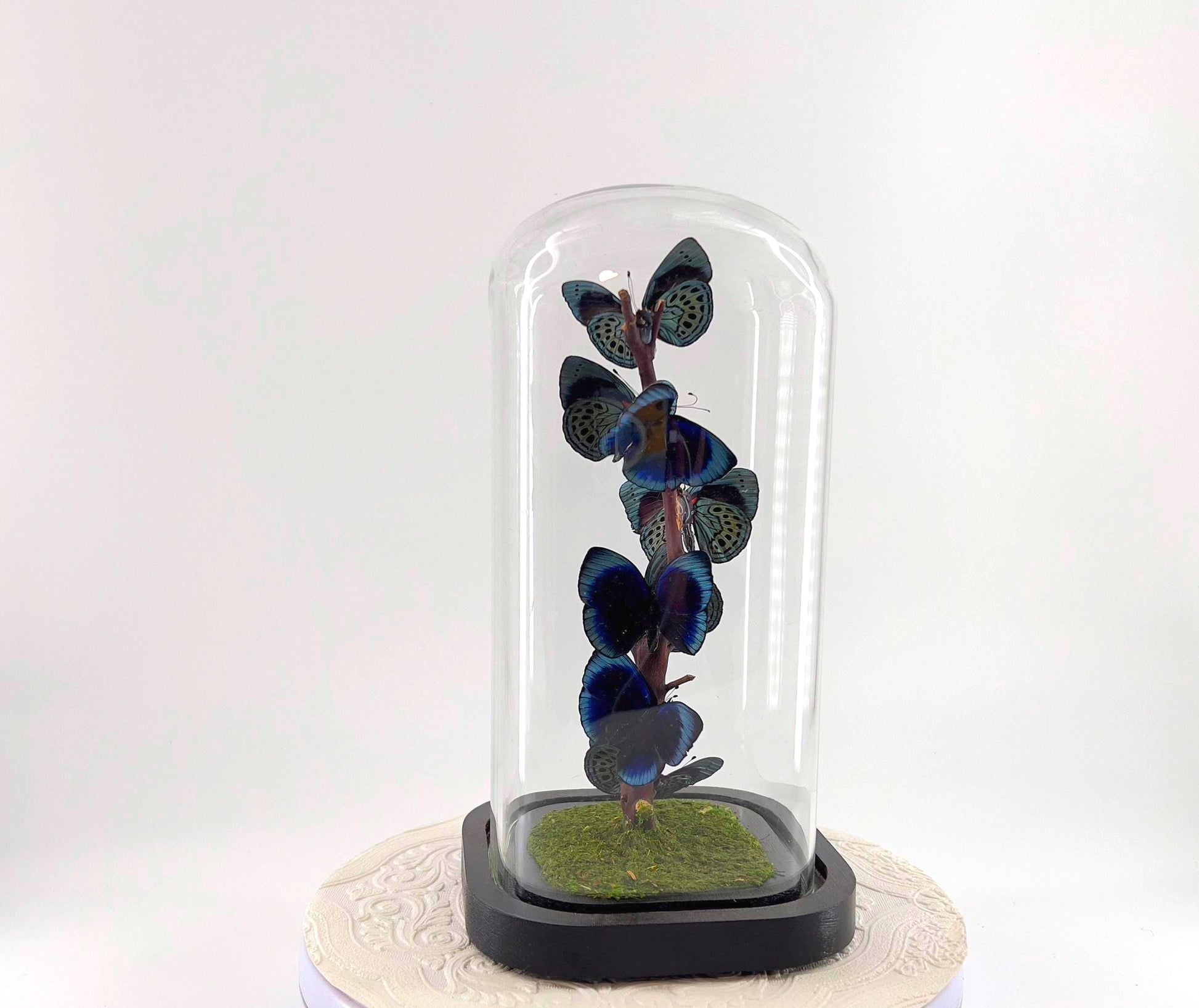 Small Centerpiece | Blue Glory Butterfly | Blue | Flutter by Katie | Handmade Butterfly Sculpture Art | Taxidermy | Home Decor | Peru