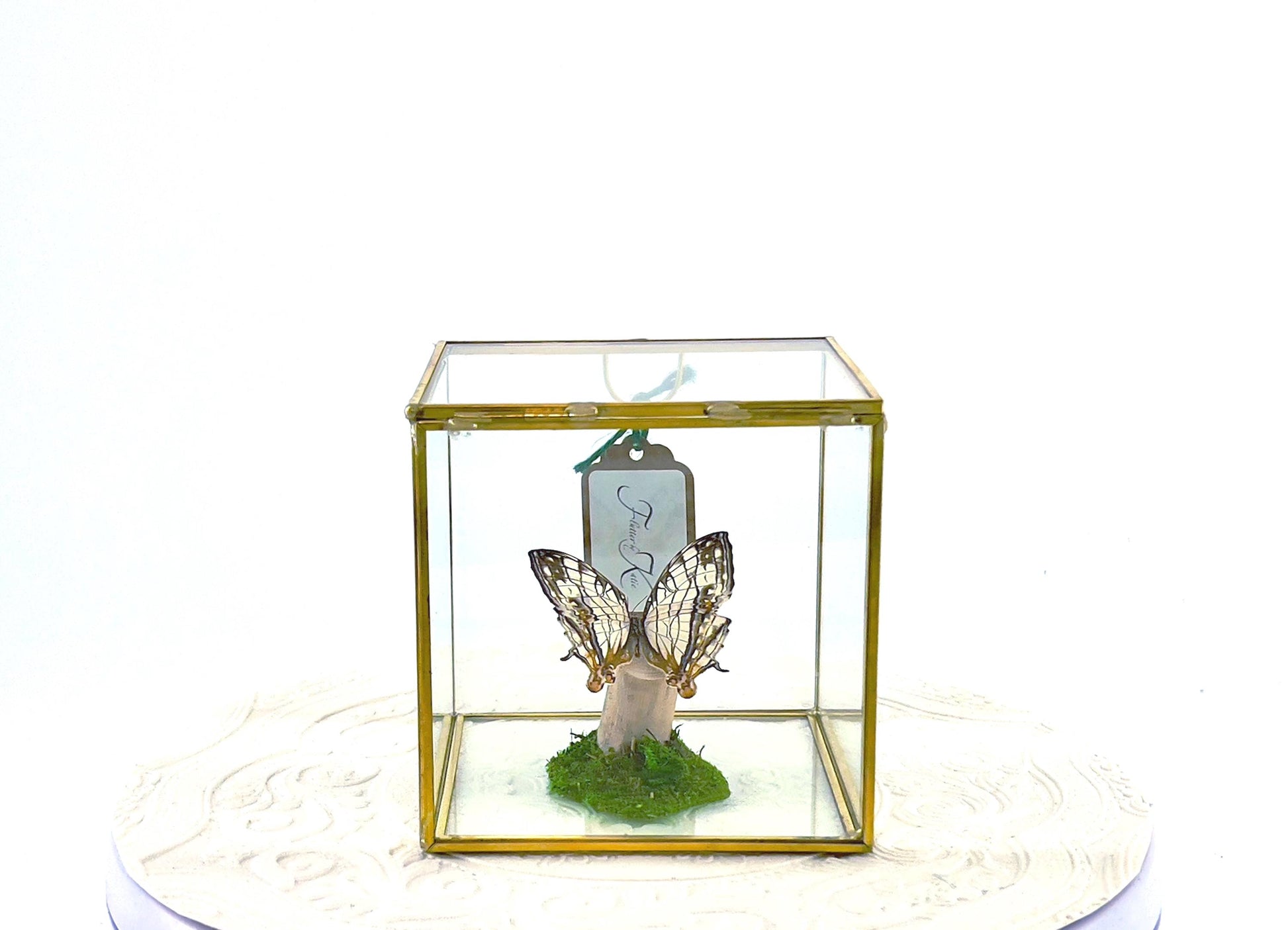The Cube | Centerpiece | Common Map | Brown White | Butterfly Display | Flutter by Katie | Glass Cube | Handmade Sculpture Art | SE Asia