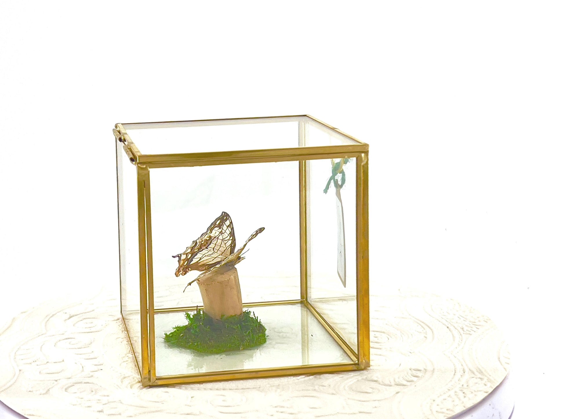 The Cube | Centerpiece | Common Map | Brown White | Butterfly Display | Flutter by Katie | Glass Cube | Handmade Sculpture Art | SE Asia
