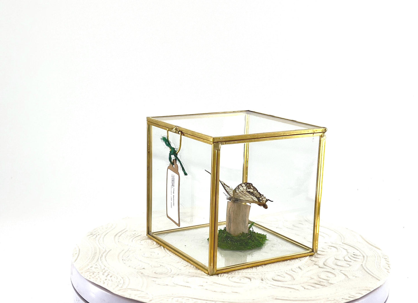 The Cube | Centerpiece | Common Map | Brown White | Butterfly Display | Flutter by Katie | Glass Cube | Handmade Sculpture Art | SE Asia