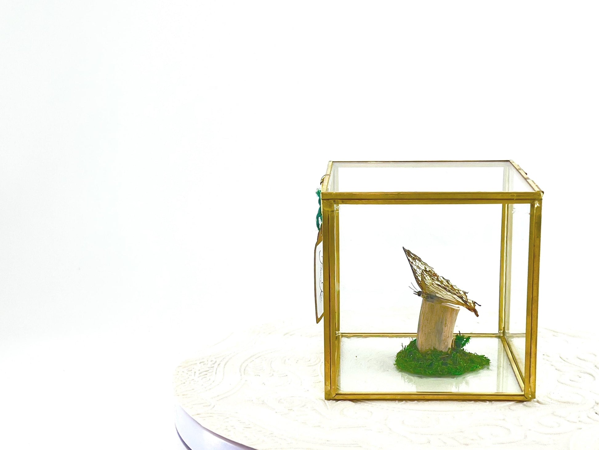 The Cube | Centerpiece | Common Map | Brown White | Butterfly Display | Flutter by Katie | Glass Cube | Handmade Sculpture Art | SE Asia