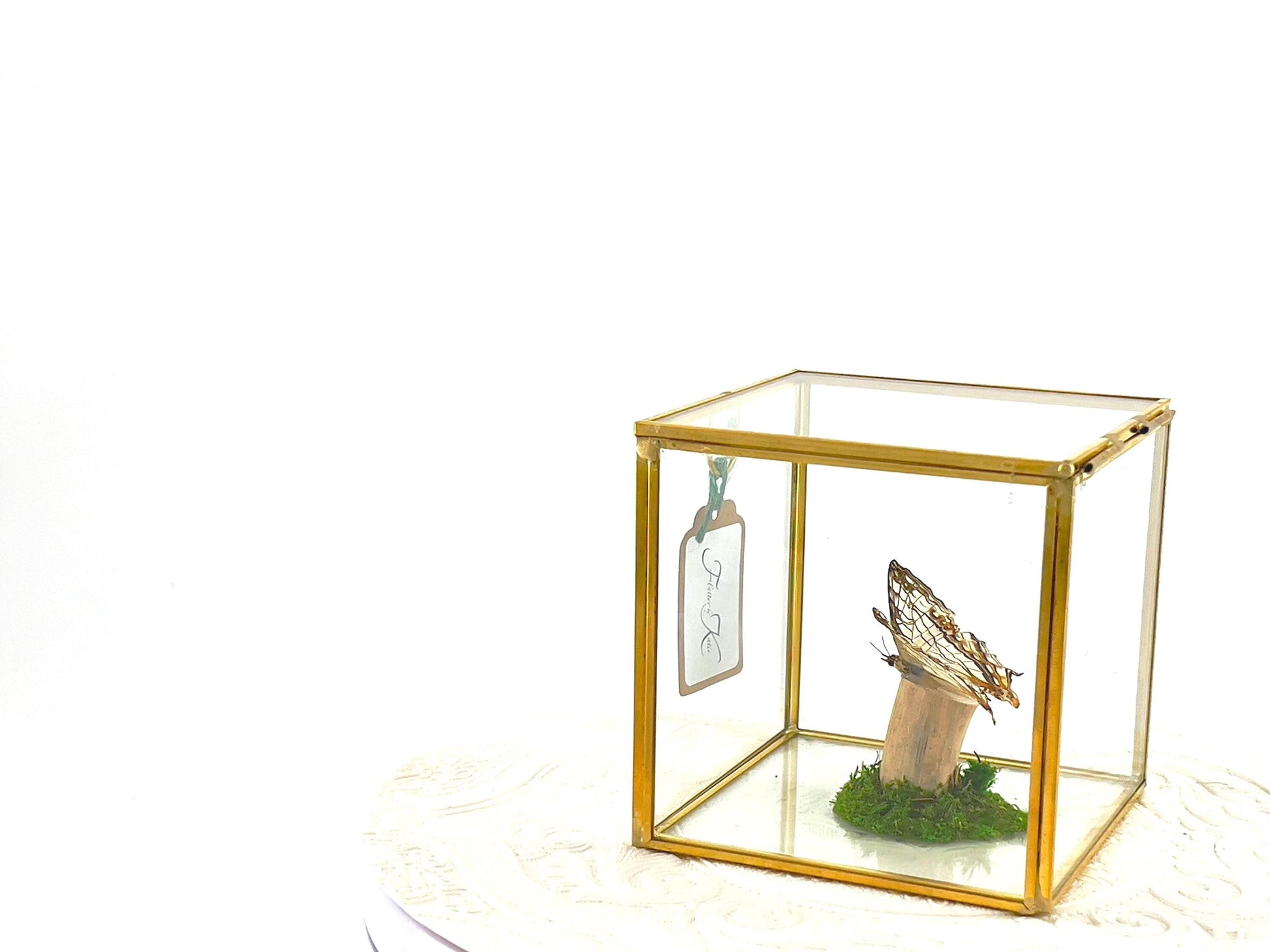The Cube | Centerpiece | Common Map | Brown White | Butterfly Display | Flutter by Katie | Glass Cube | Handmade Sculpture Art | SE Asia