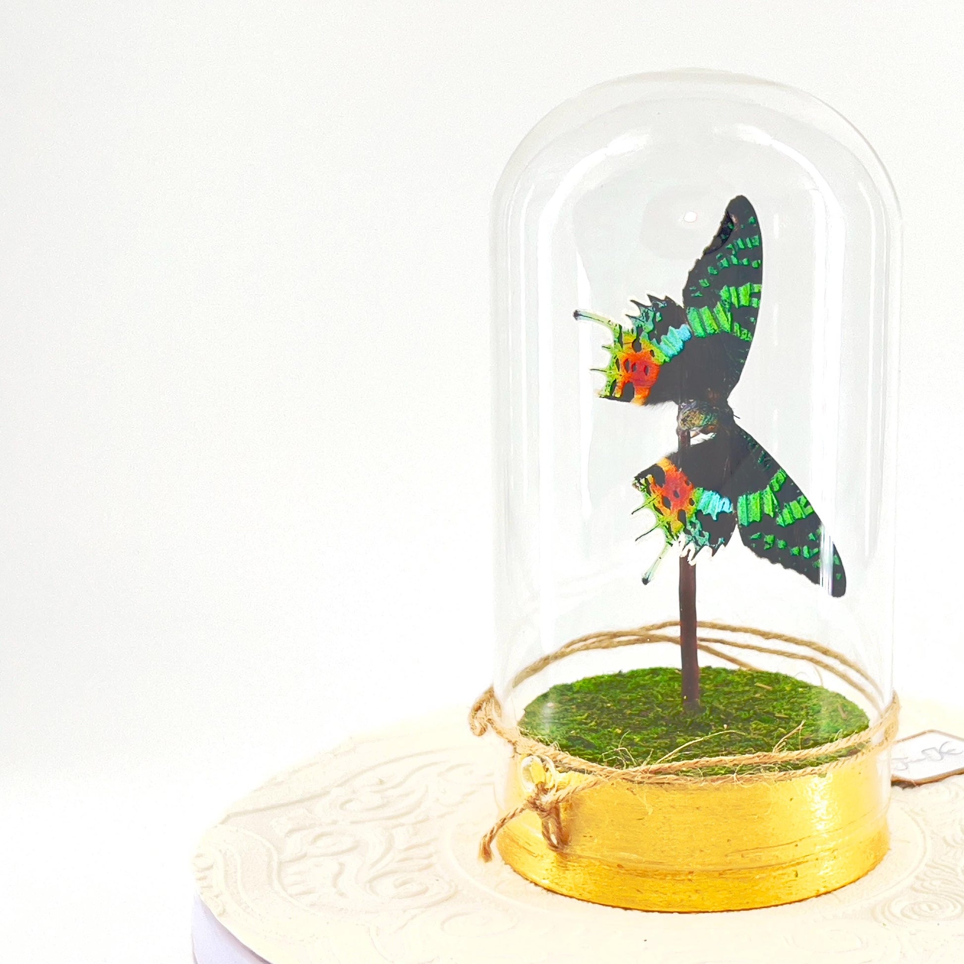 Large Pendant | Centerpiece | Sunset Moth | Rainbow | Green Yellow | Flutter by Katie | Sculpture Art | Butterfly Display | Madagascar