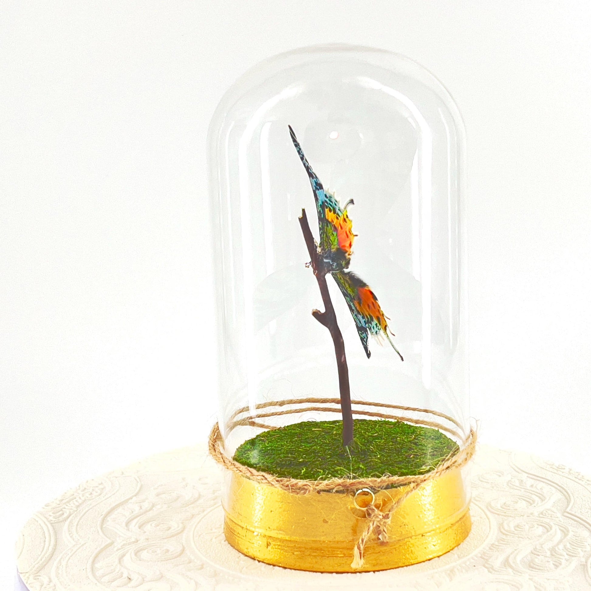 Large Pendant | Centerpiece | Sunset Moth | Rainbow | Green Yellow | Flutter by Katie | Sculpture Art | Butterfly Display | Madagascar